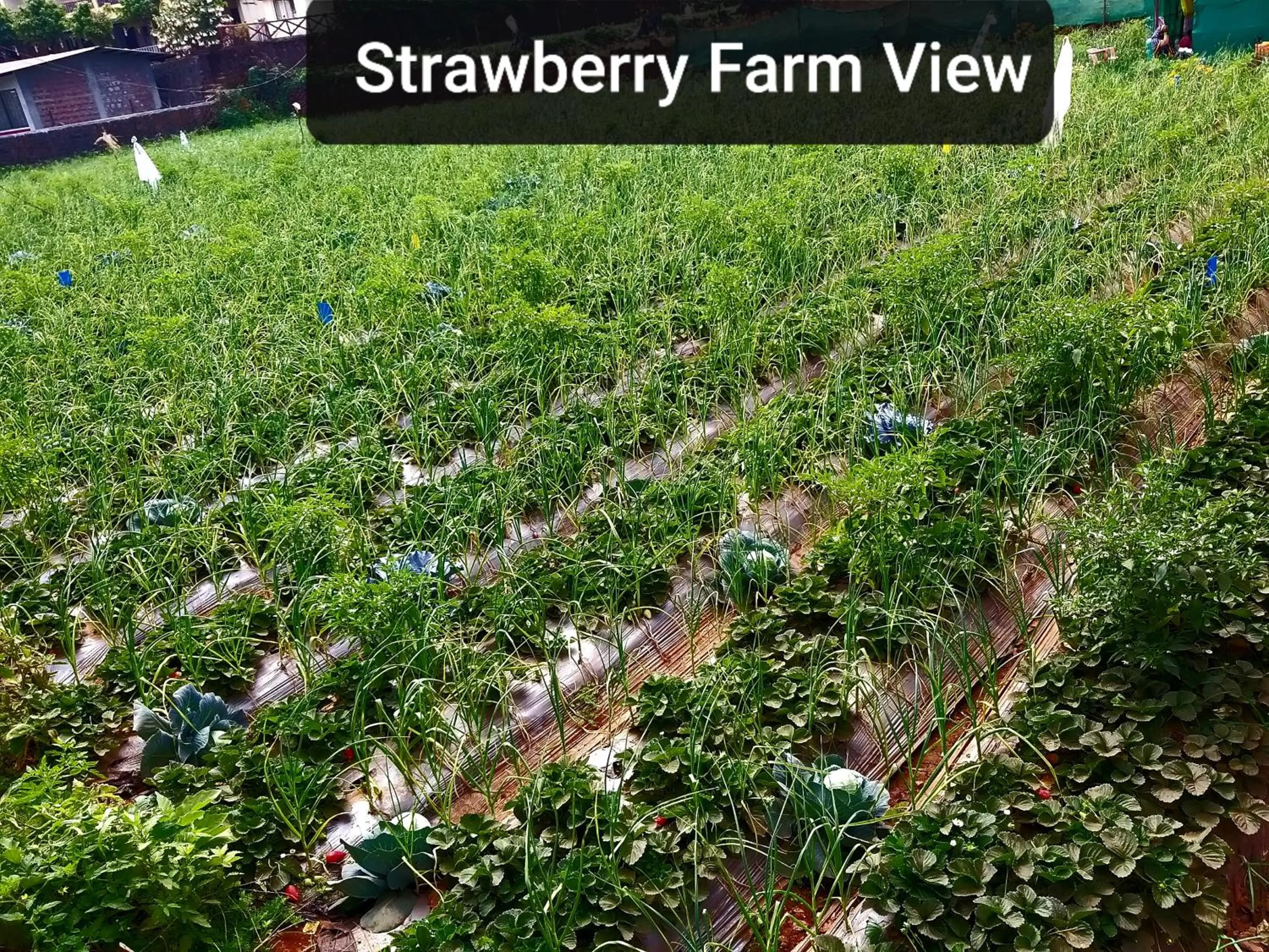 View (from property/room) in Evergreen Holidays Mahabaleshwar