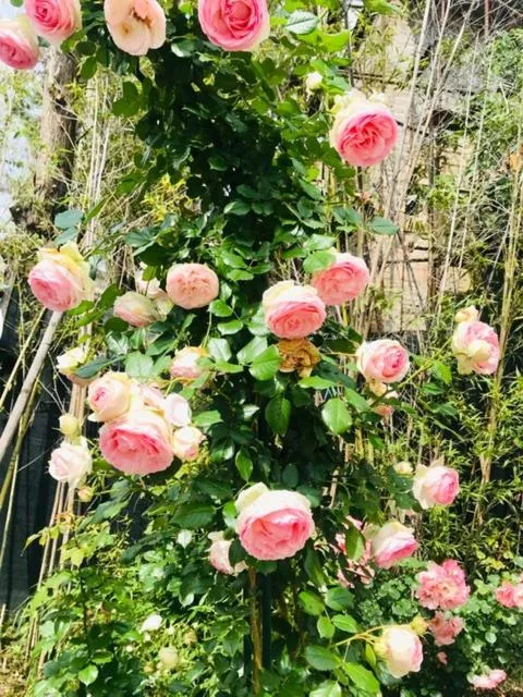 Property building in Green Hotel