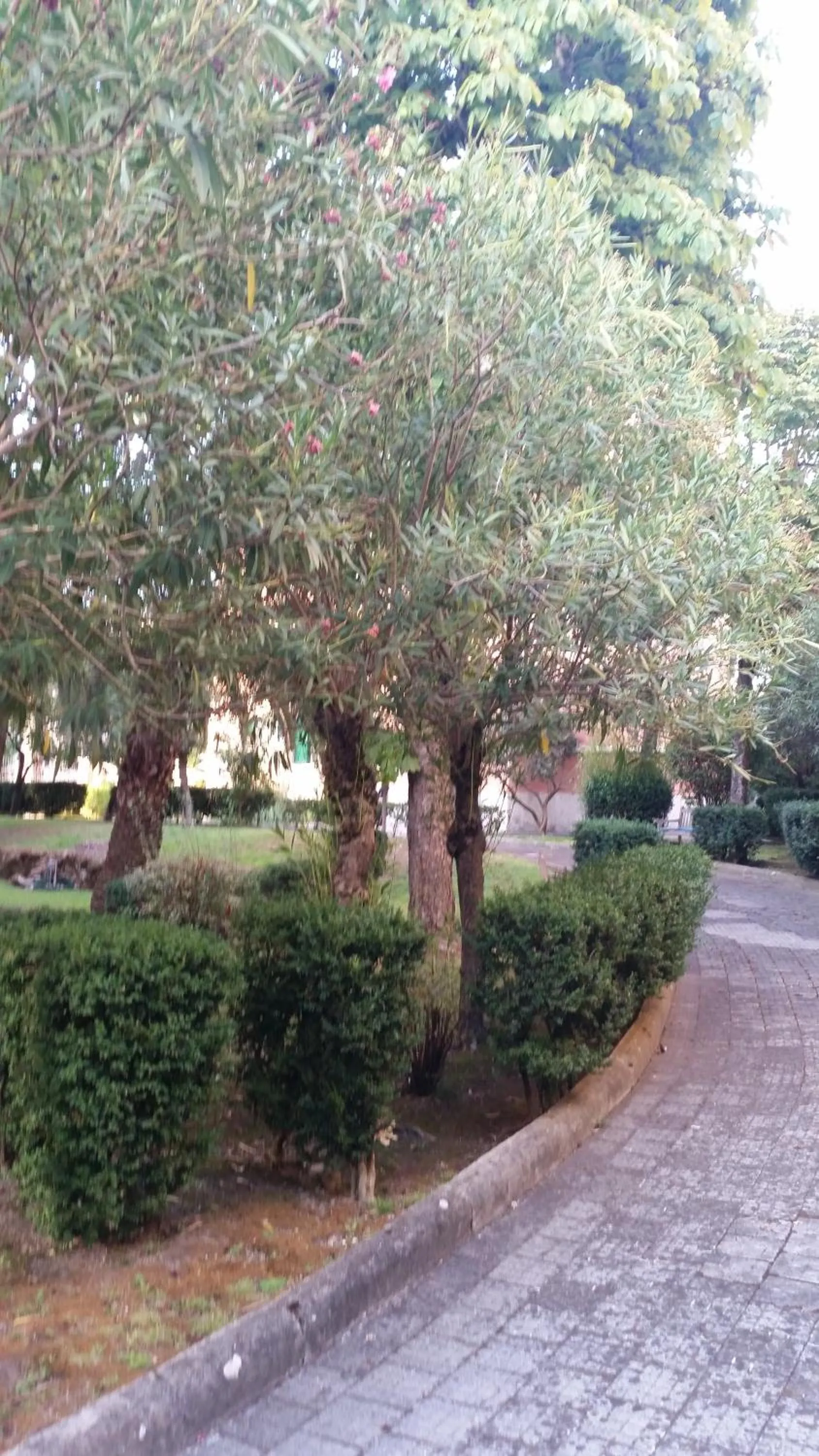Garden view in Vecchia Roma Resort