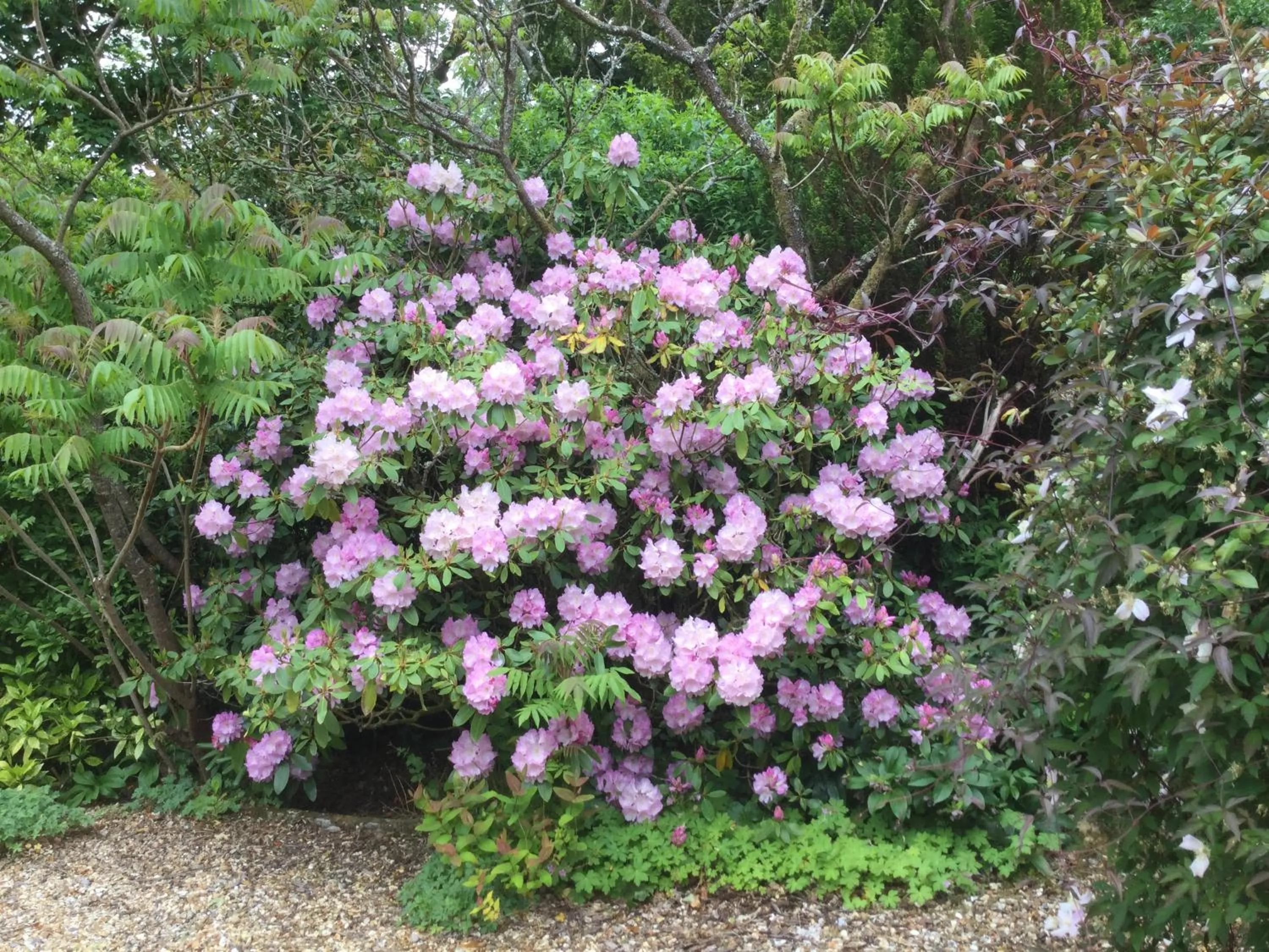 Dwynant - A Room with a View