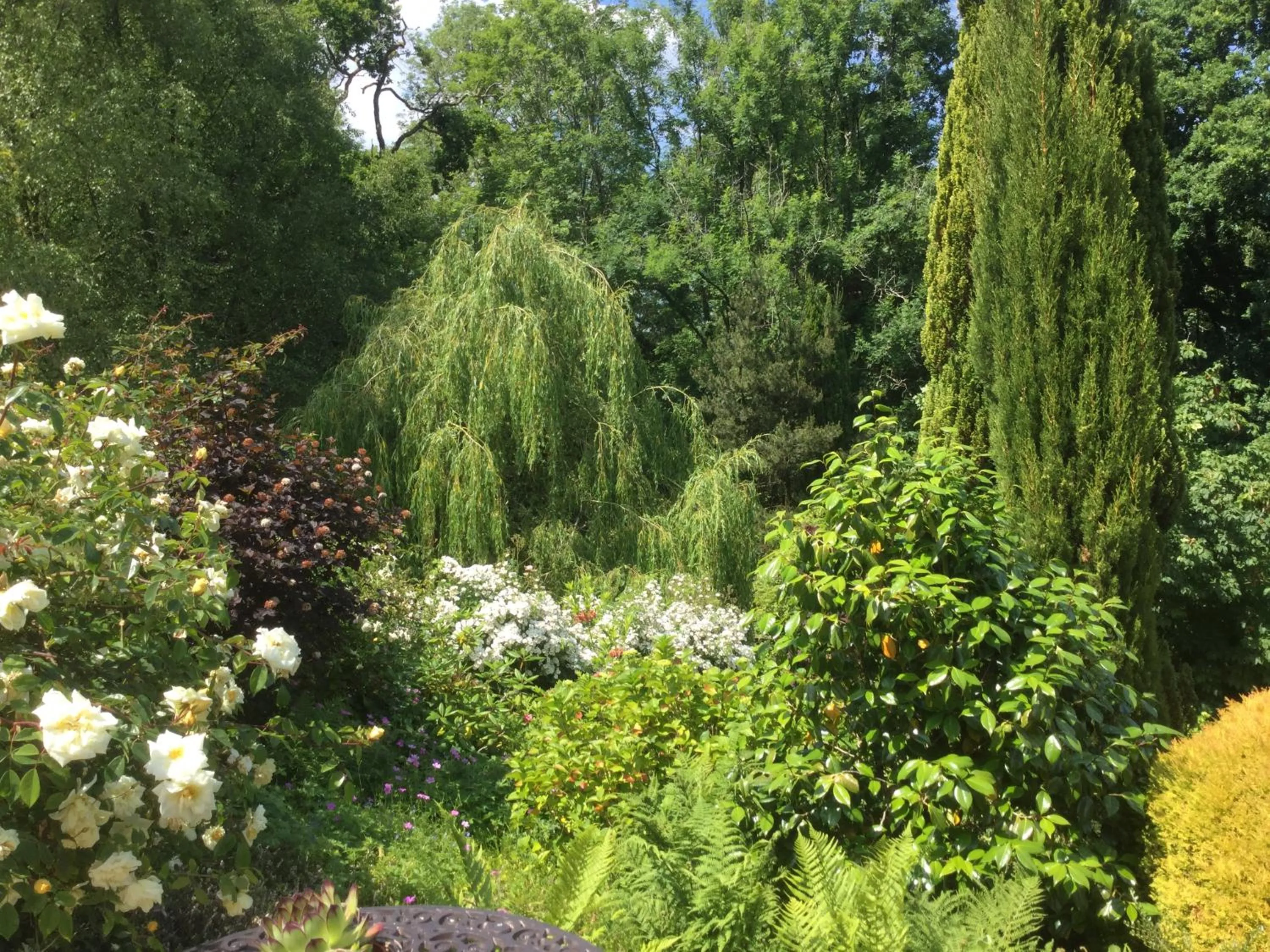 Dwynant - A Room with a View