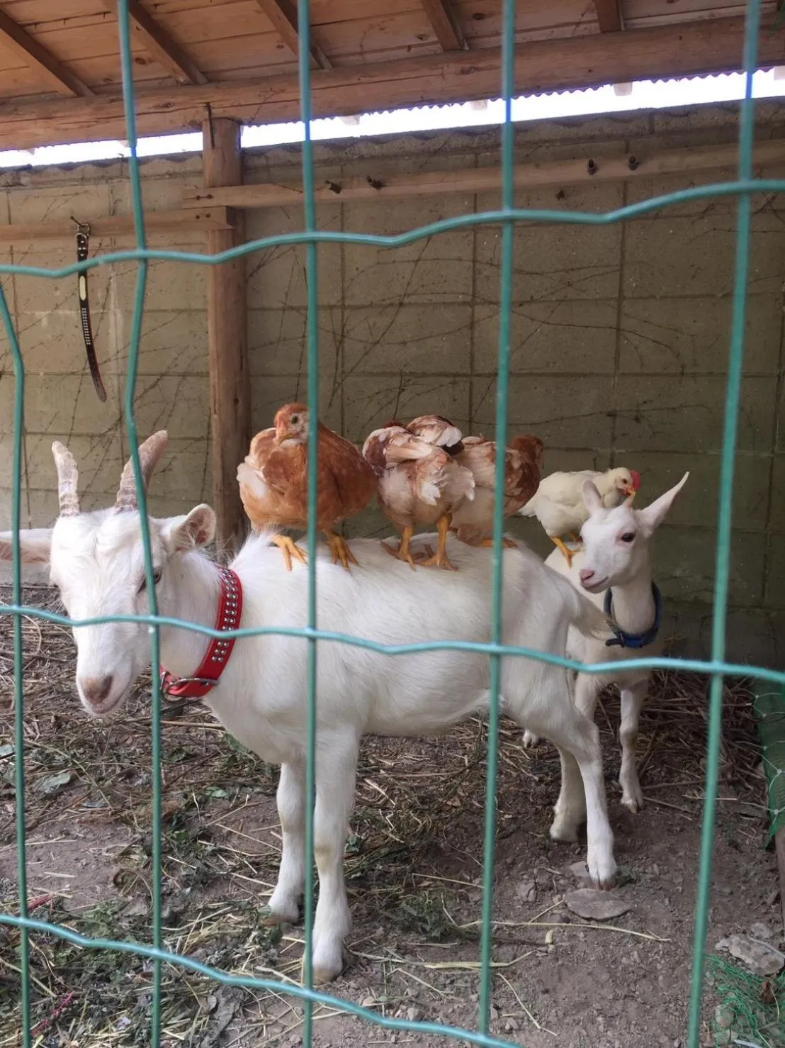 Pets in Kumano Winery Guest House