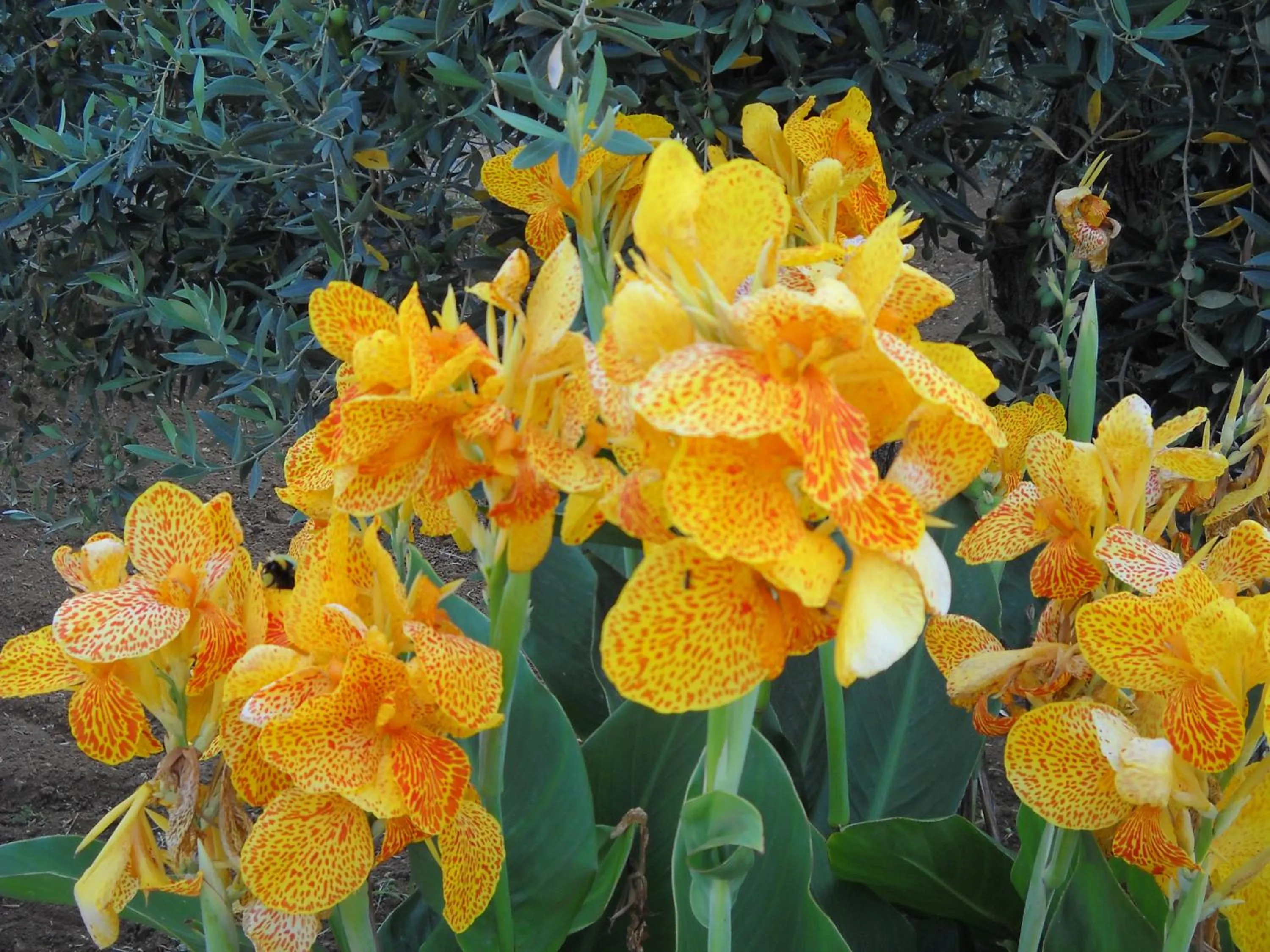 Garden in Santa Teresa