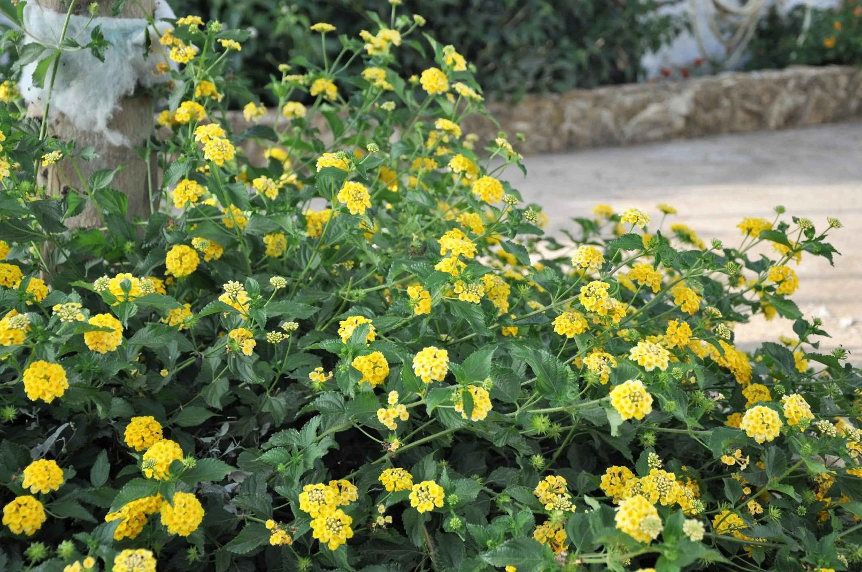 Garden in Santa Teresa