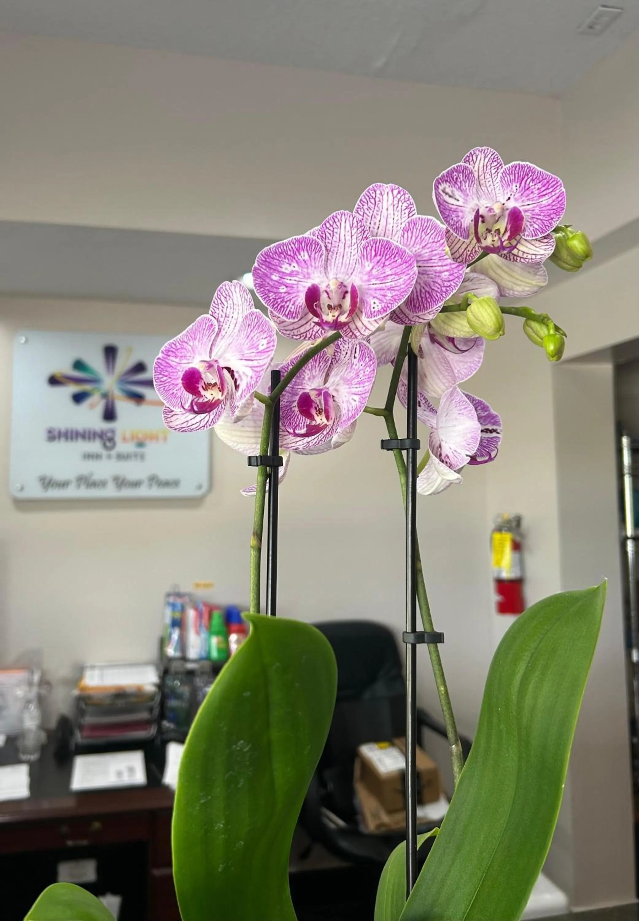 Shining Light Inn & Suites