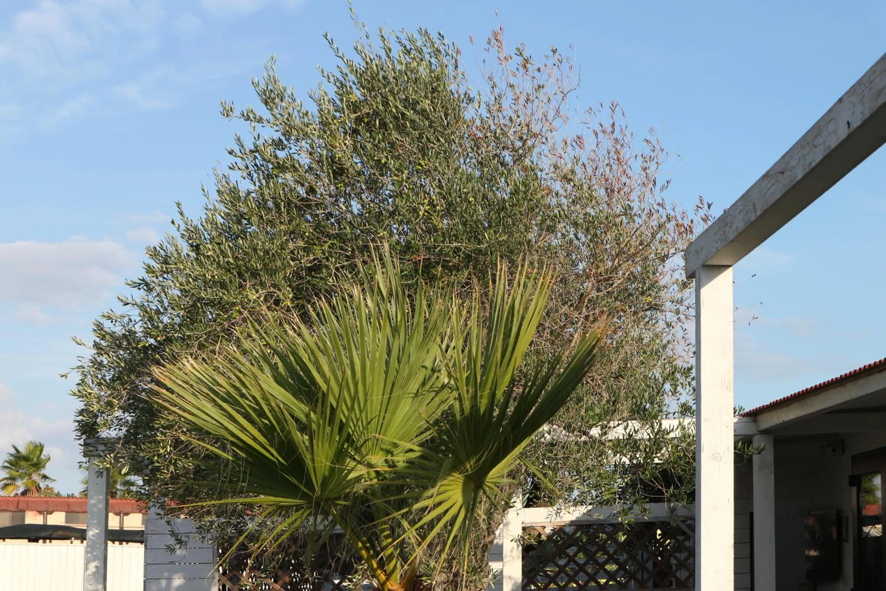 Garden in torquemada beach club