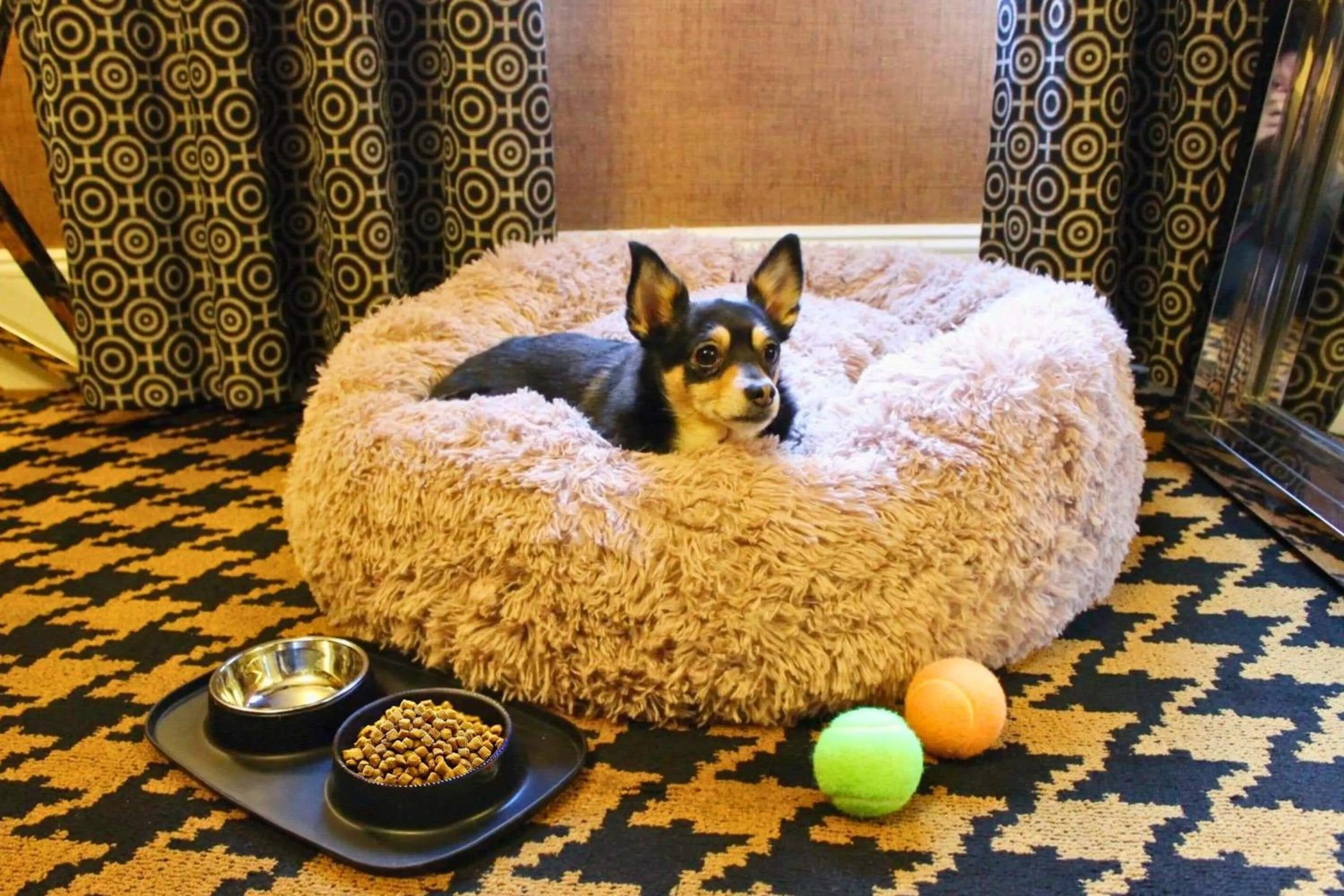 Pets in Ameritania at Times Square