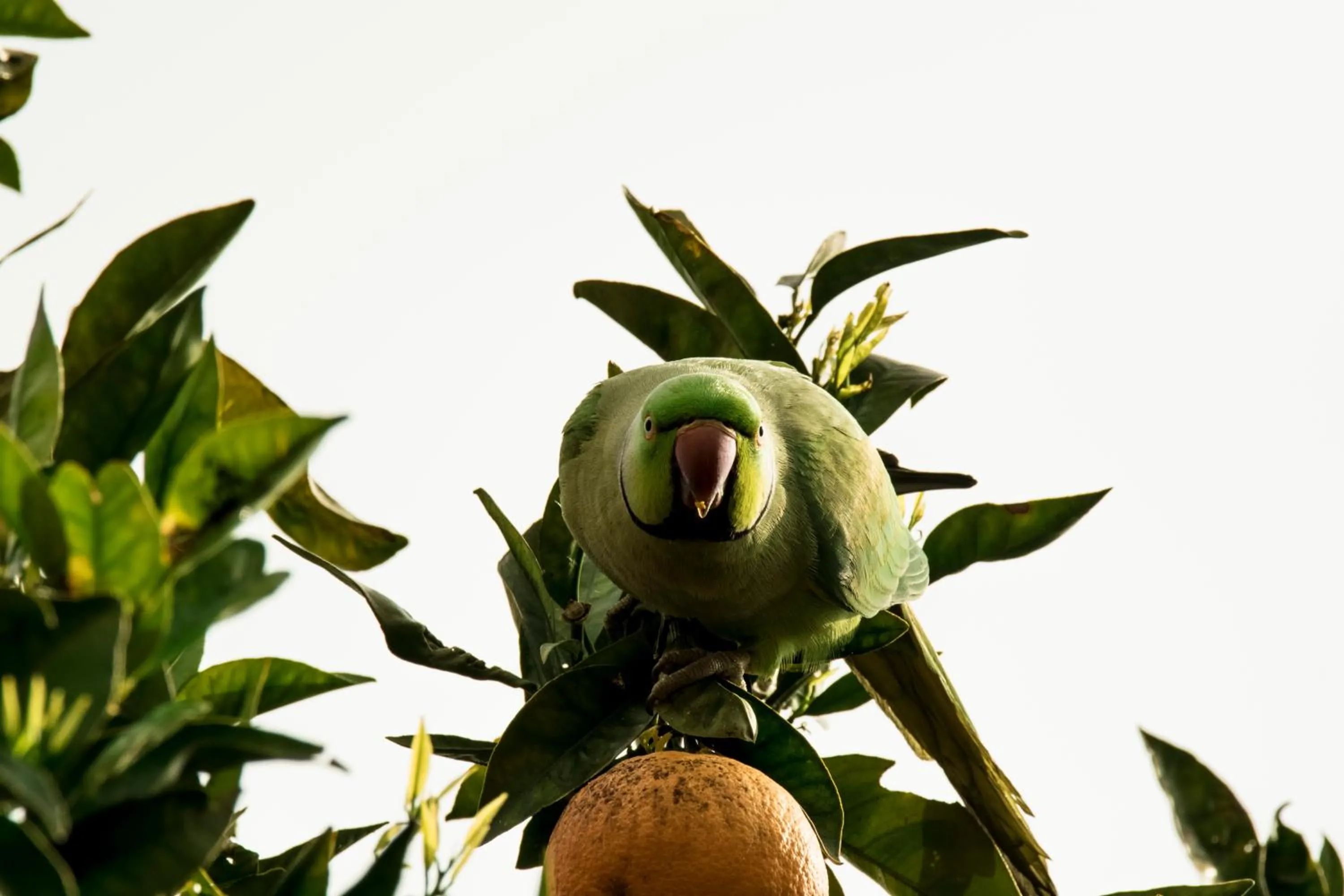 Garden view in Abbraccia Morfeo Roma