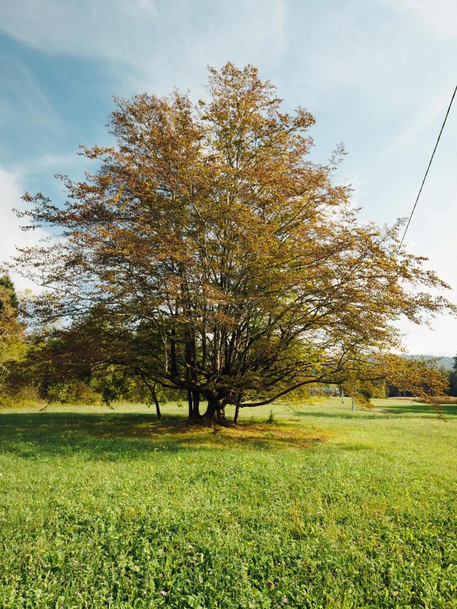 B&B AL VECCHIO CARPINO