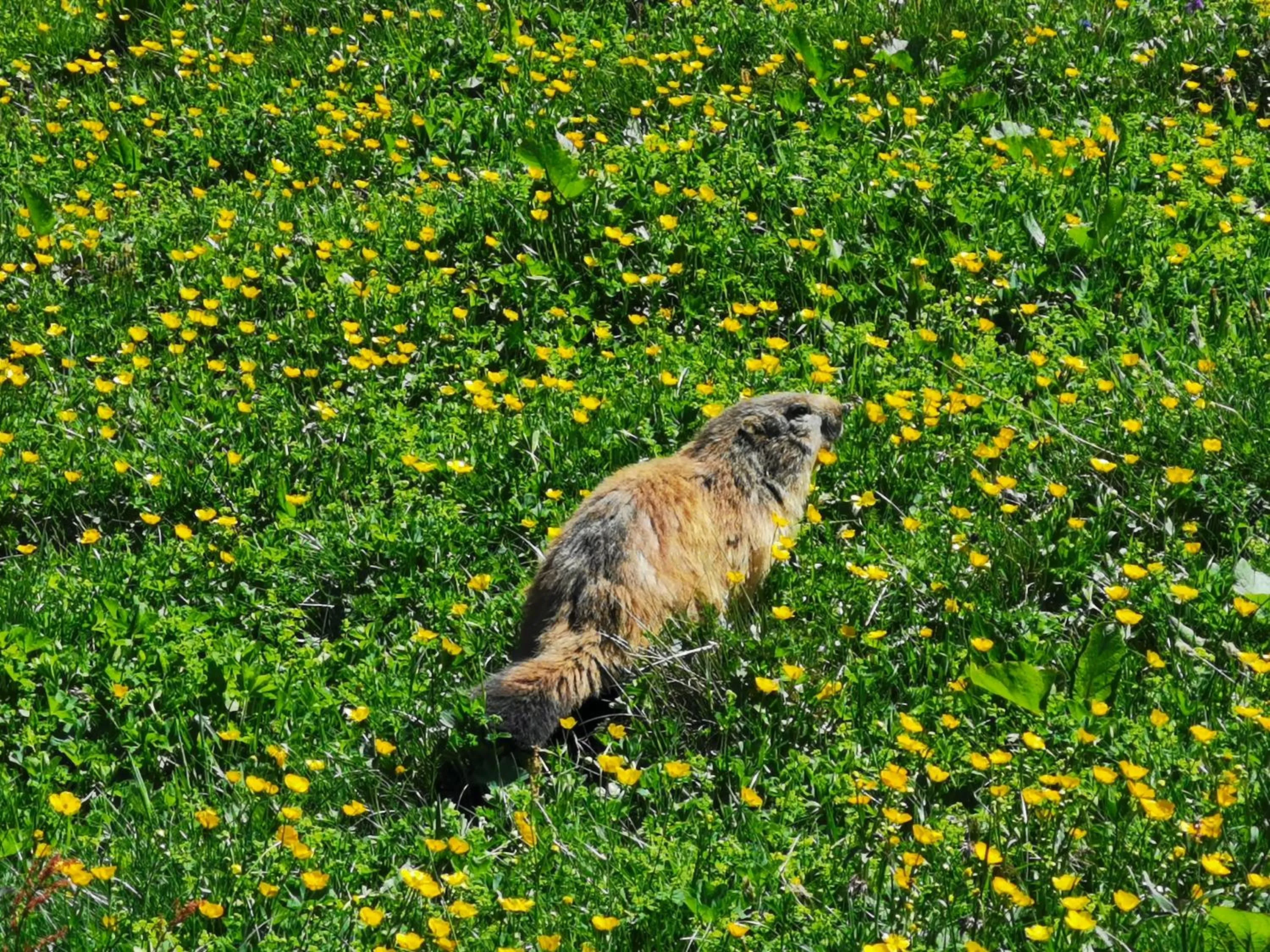 Hiking in Chalet Jardin d'Angèle Chambres d'hôtes