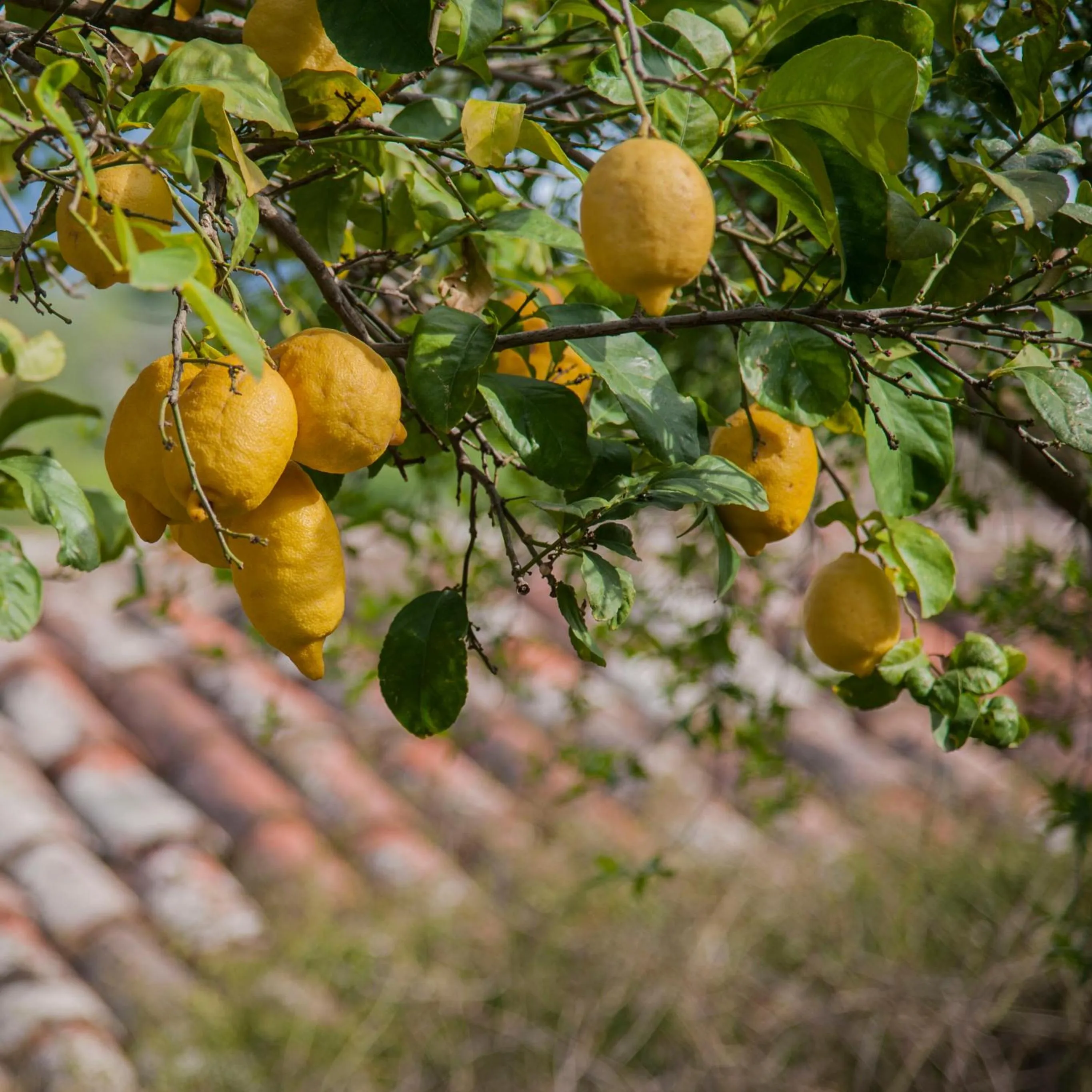Garden in Azienda Agrituristica Bergi