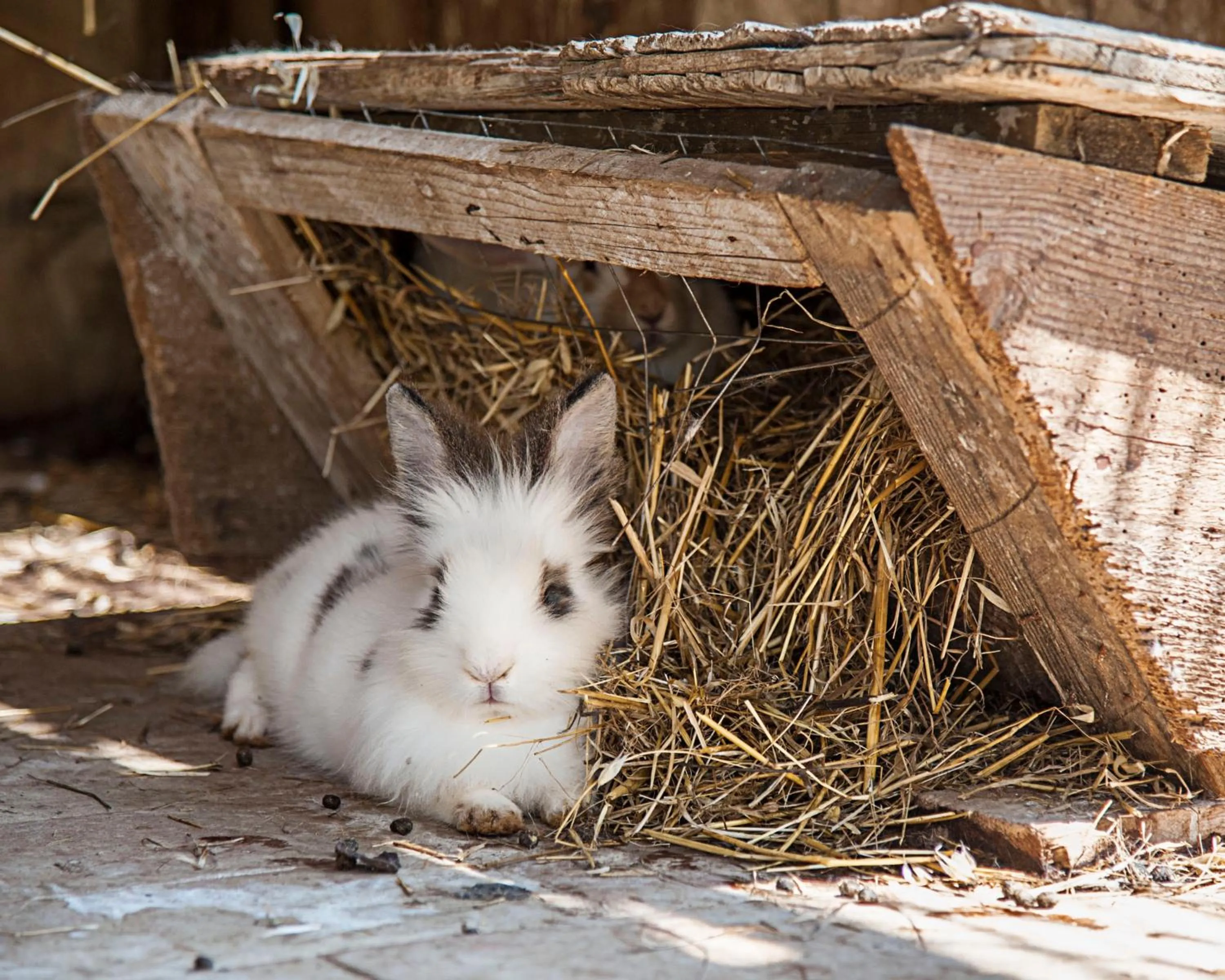 Animals in Azienda Agrituristica Bergi