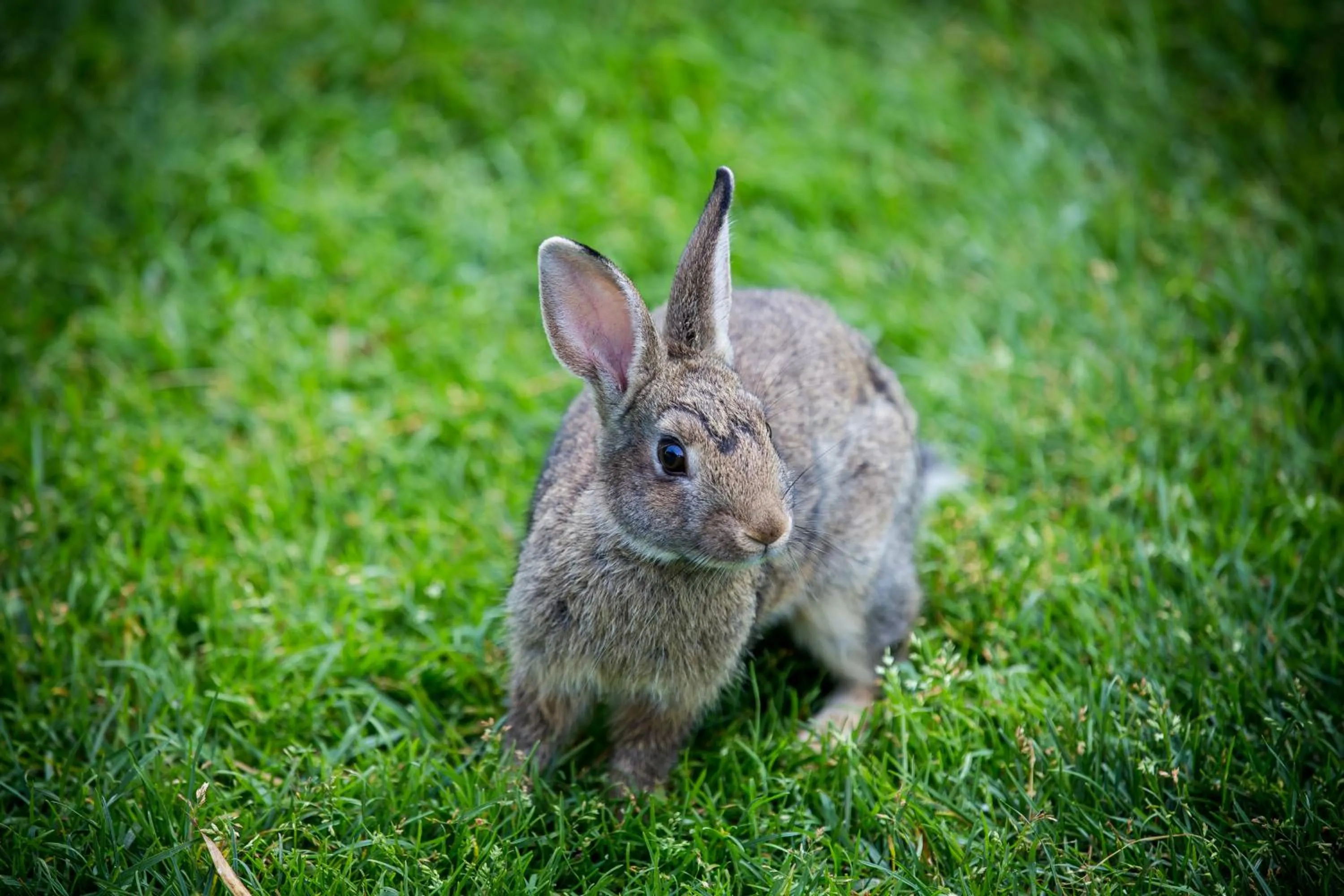 Animals in Agriturismo Bosco Del Gal