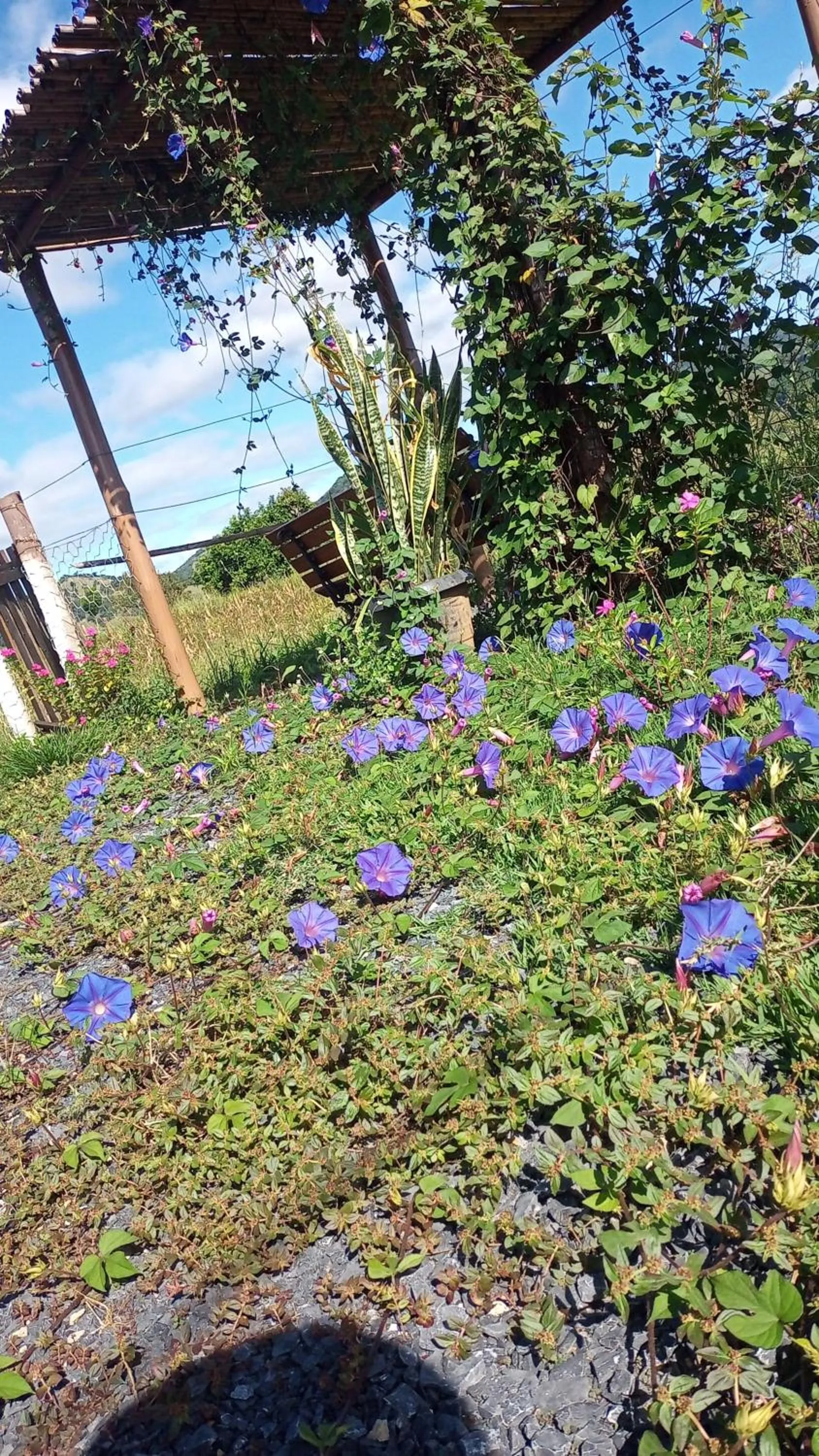 Pousada flores de ipê