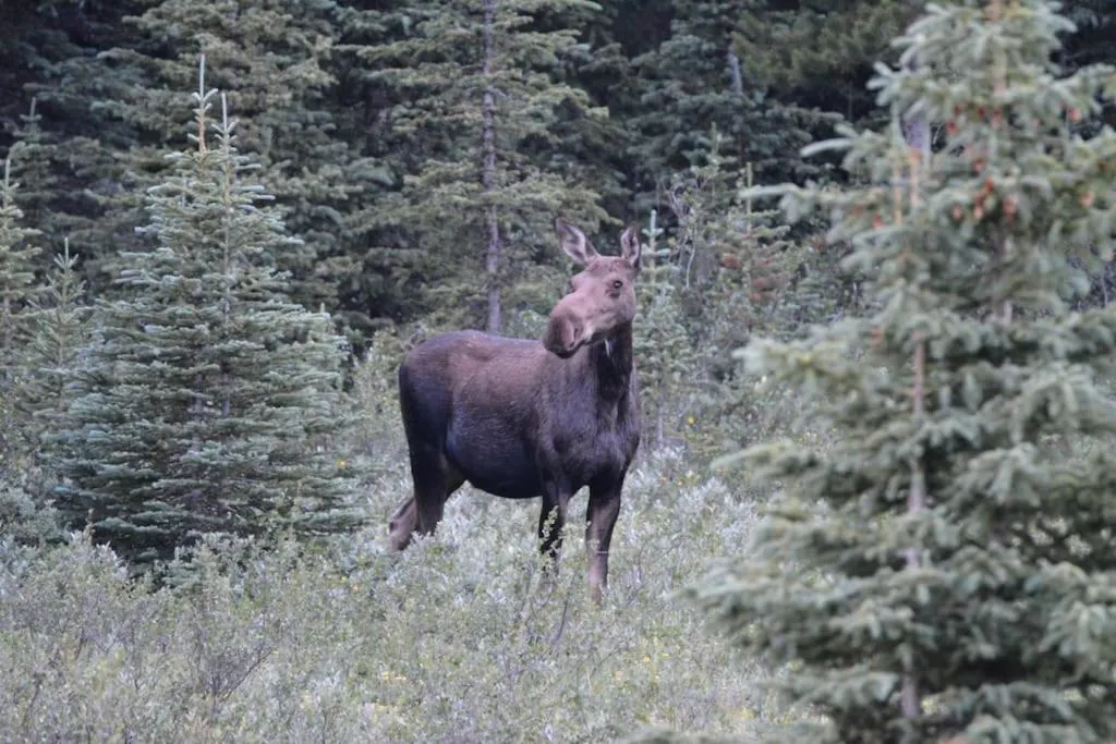 Star Suite -Luxurious condo with 3 fireplaces, and open Pool!