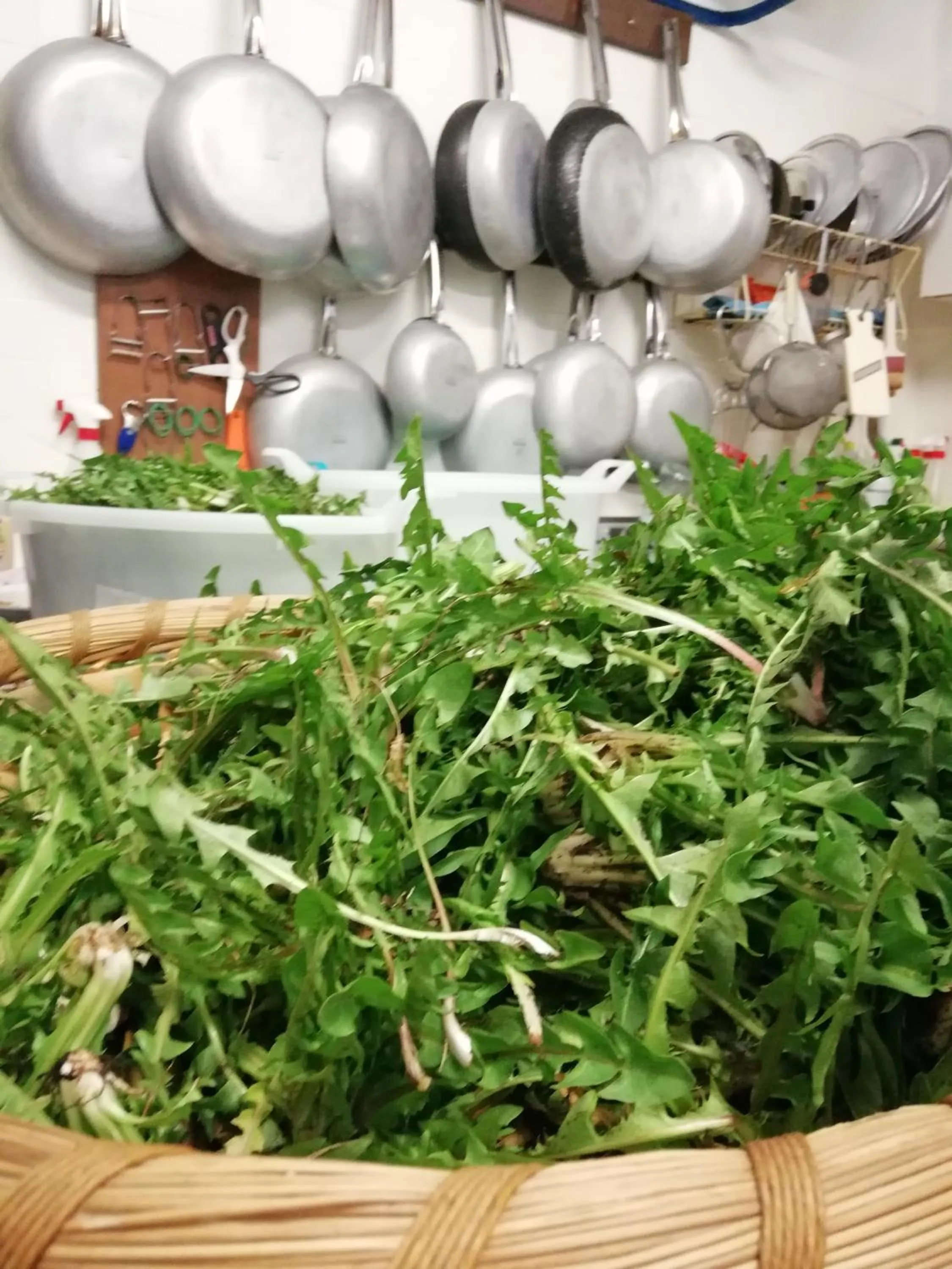 Food and drinks in Hotel Alpi - Foza