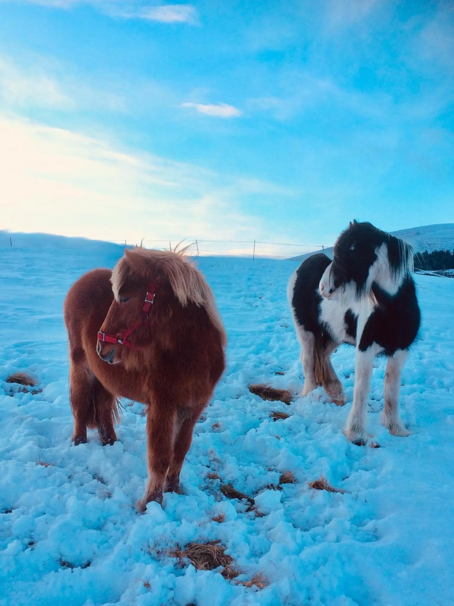 Animals in Lettoch Farm