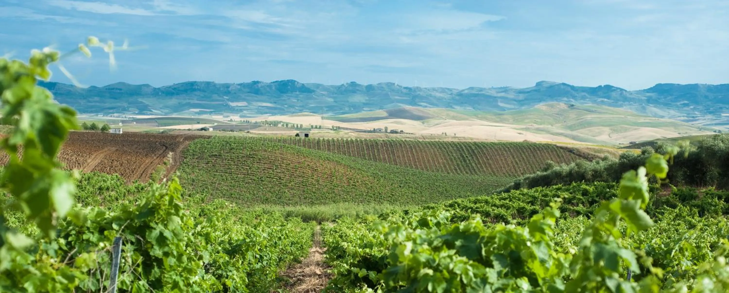 Natural landscape in Agriturismo Sirignano Wine Resort
