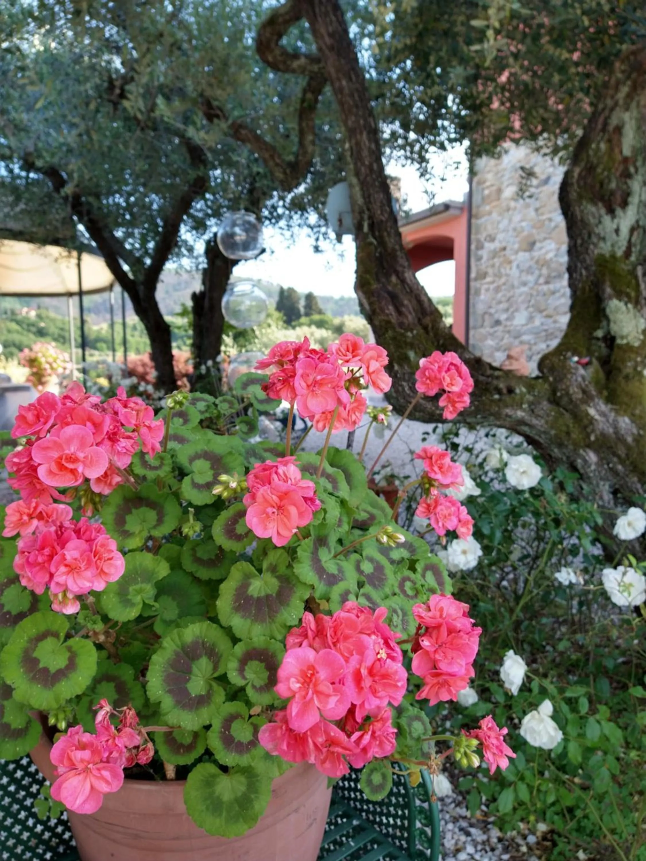 Olivia B&B and Apartment