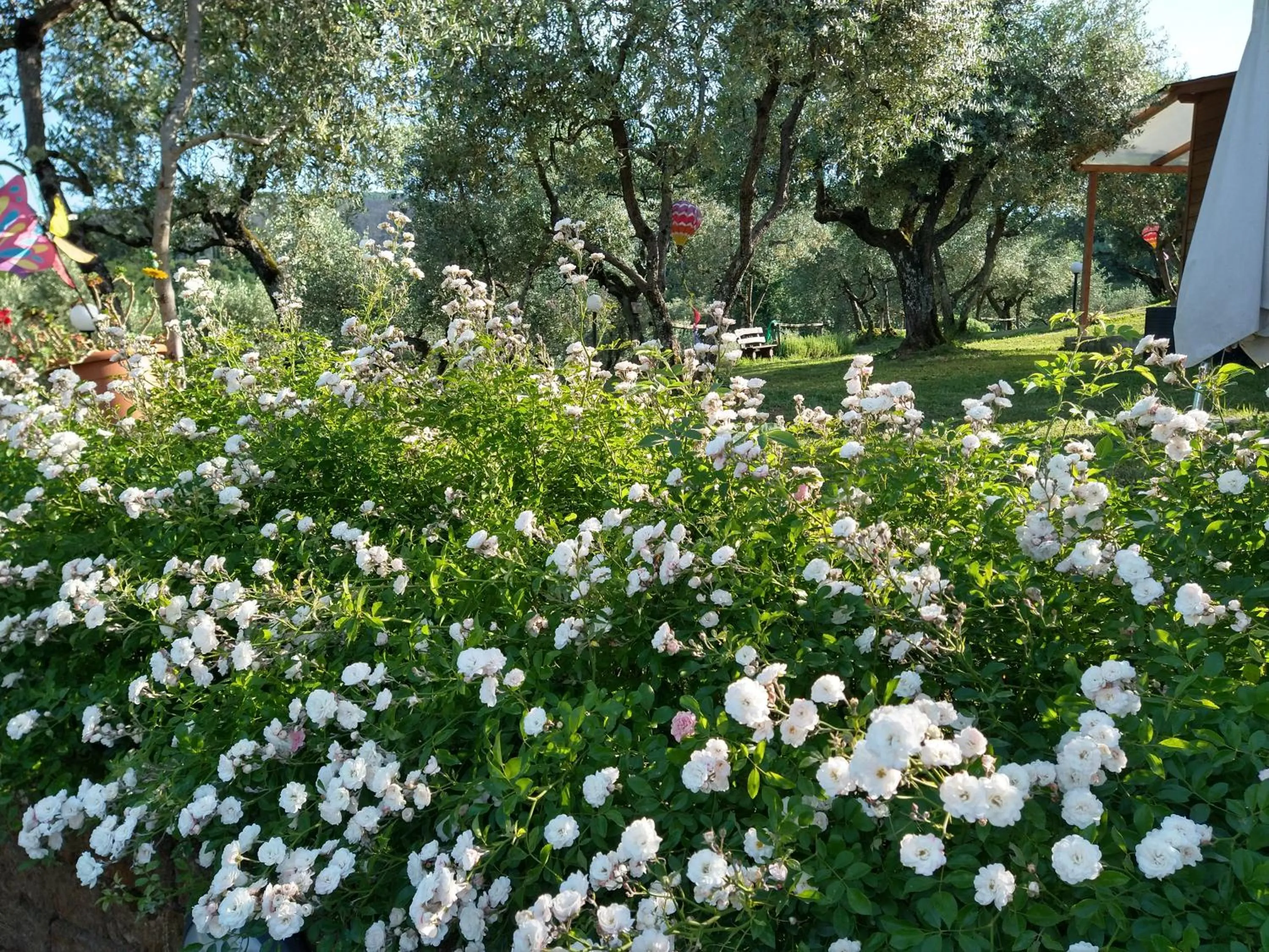 Olivia B&B and Apartment