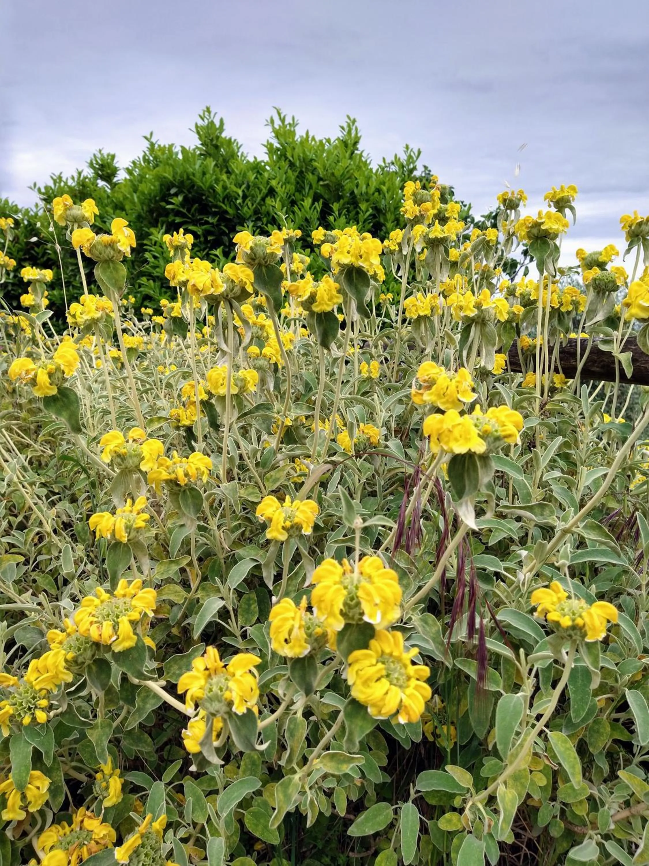 Olivia B&B and Apartment