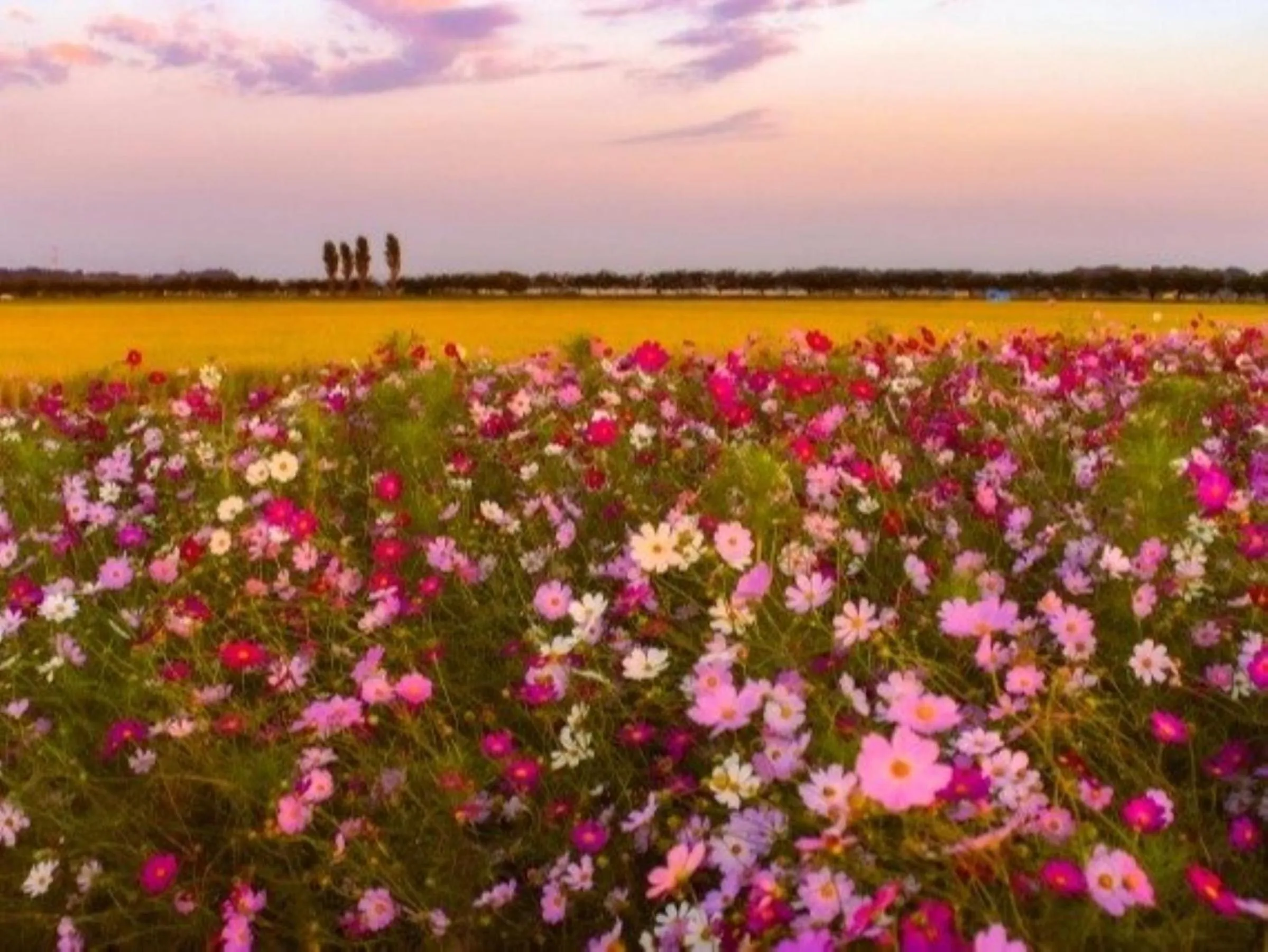 Garden view in Vessel Inn Keisei Tsudanuma Ekimae