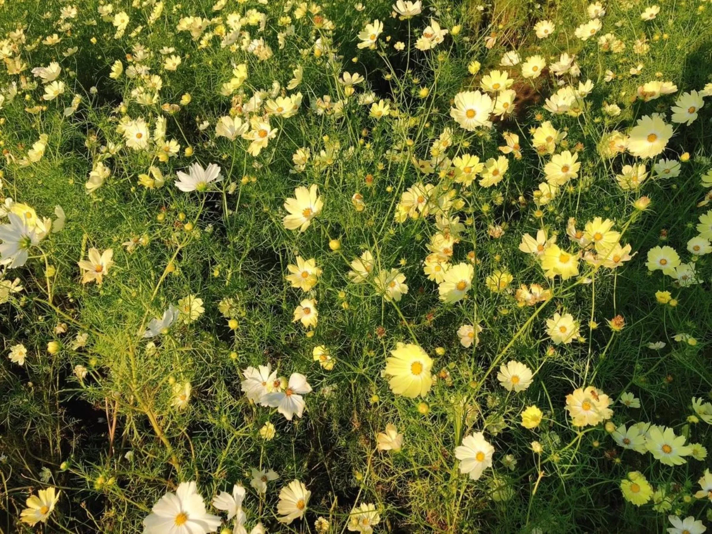 Natural landscape in Vessel Inn Keisei Tsudanuma Ekimae