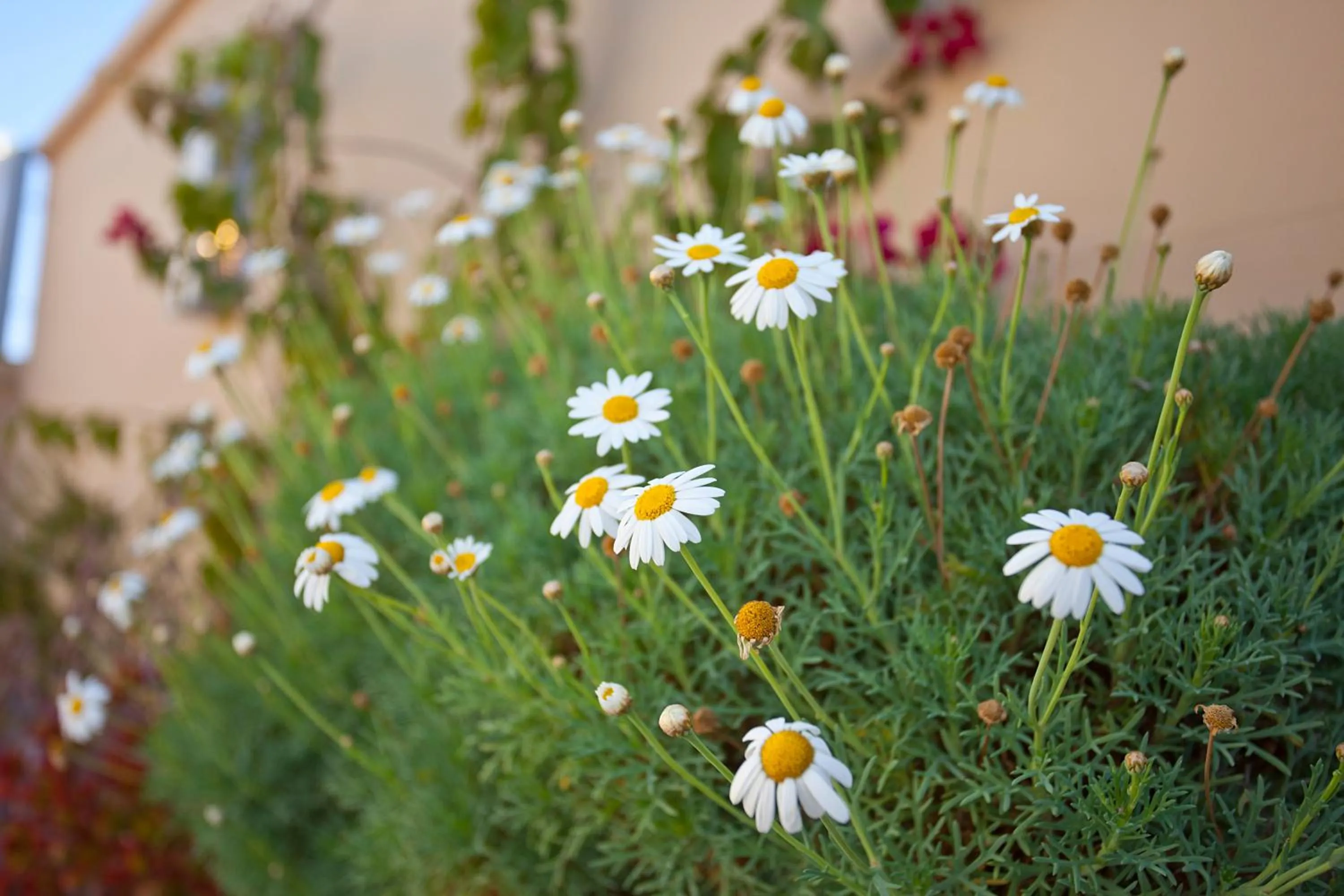Patio in Riad AL RIAD