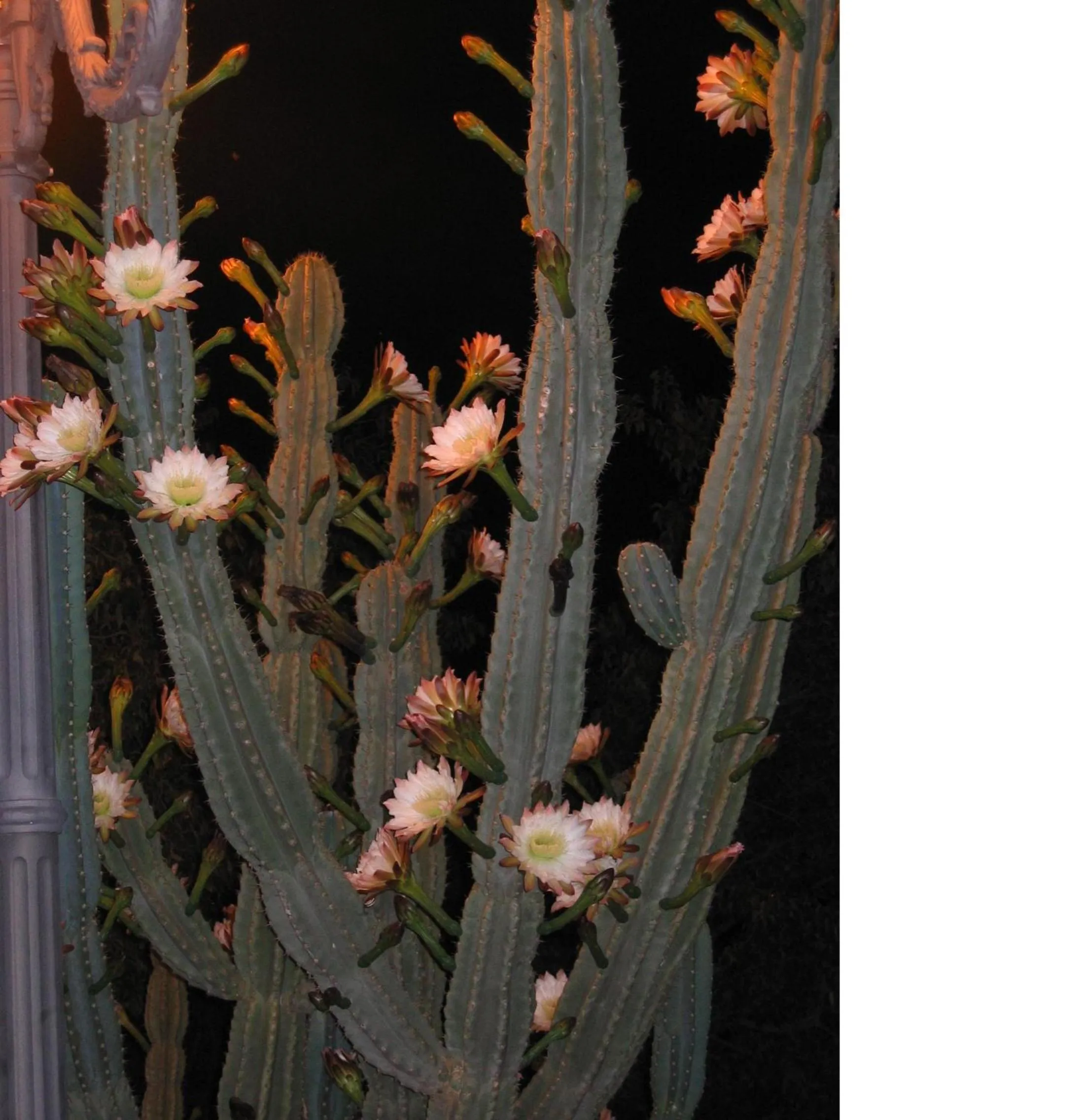 Garden in Villa Tasca