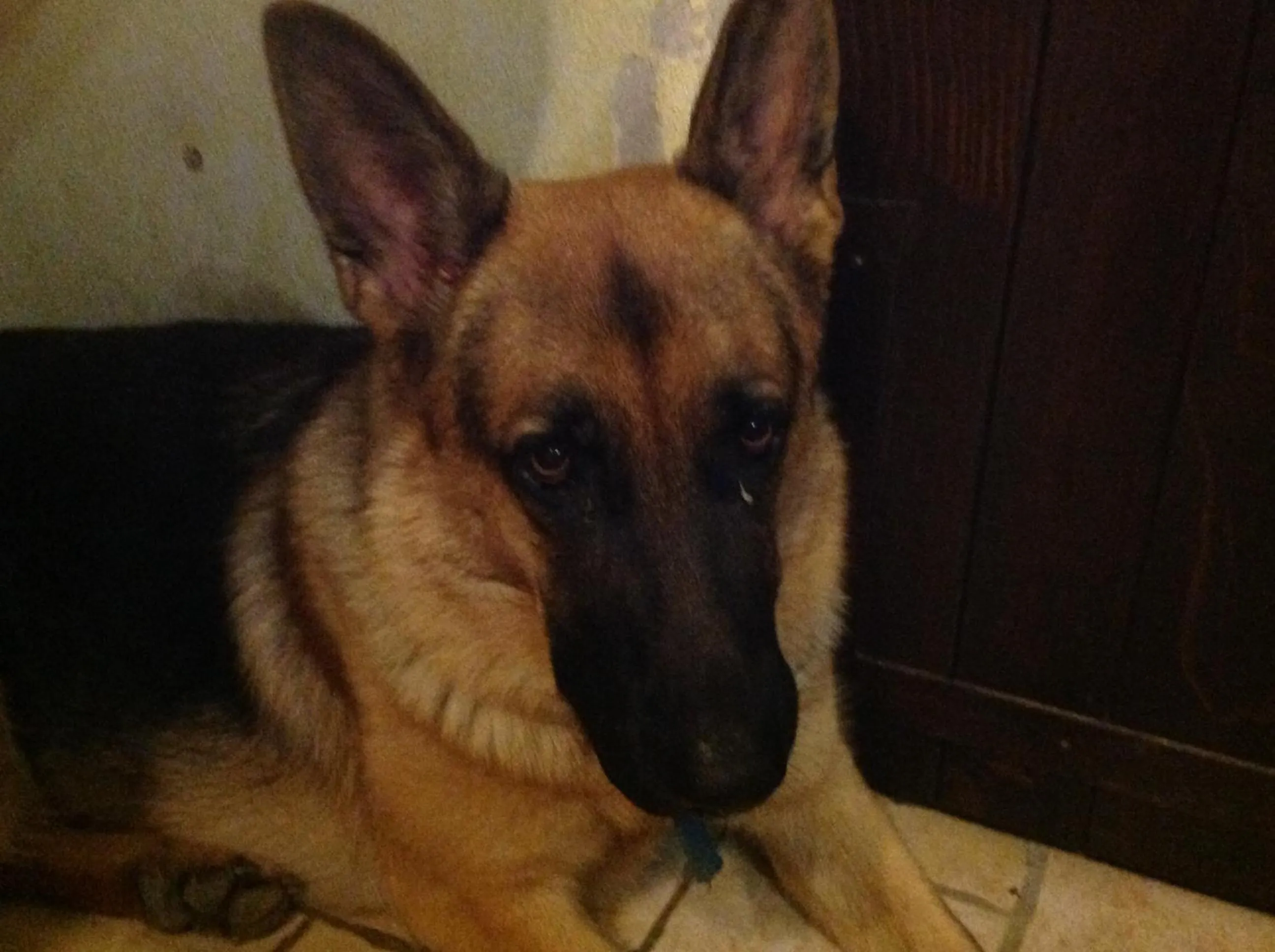 Pets in B&B Ciliegio Felice