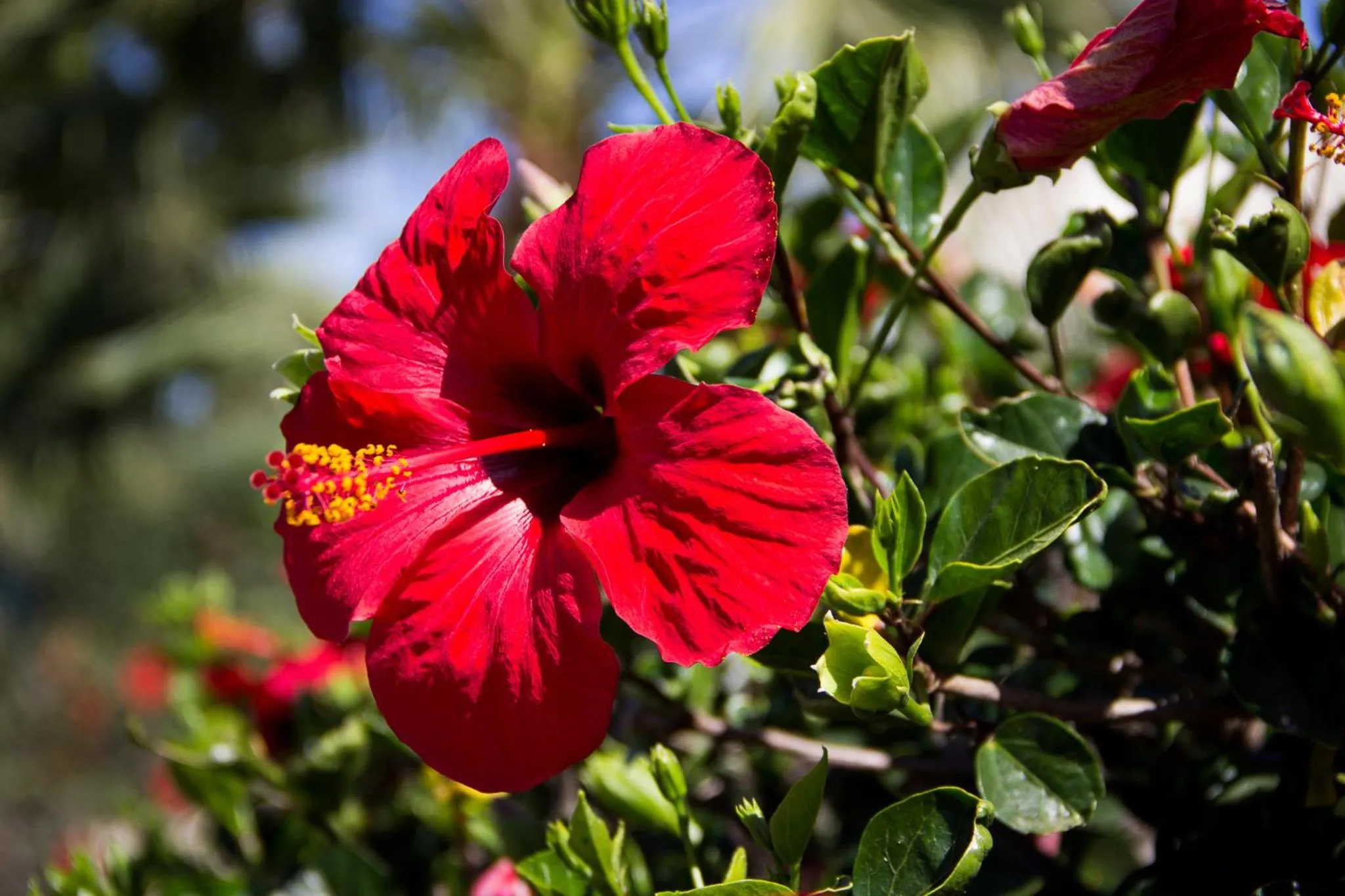 Garden in Case Vacanza Torre Lupa
