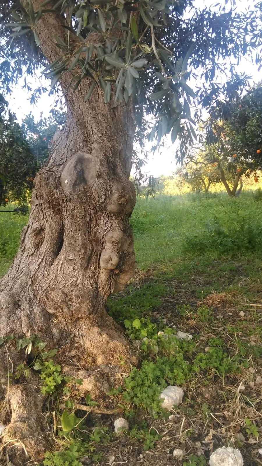Garden in Il Giardino Del Sole