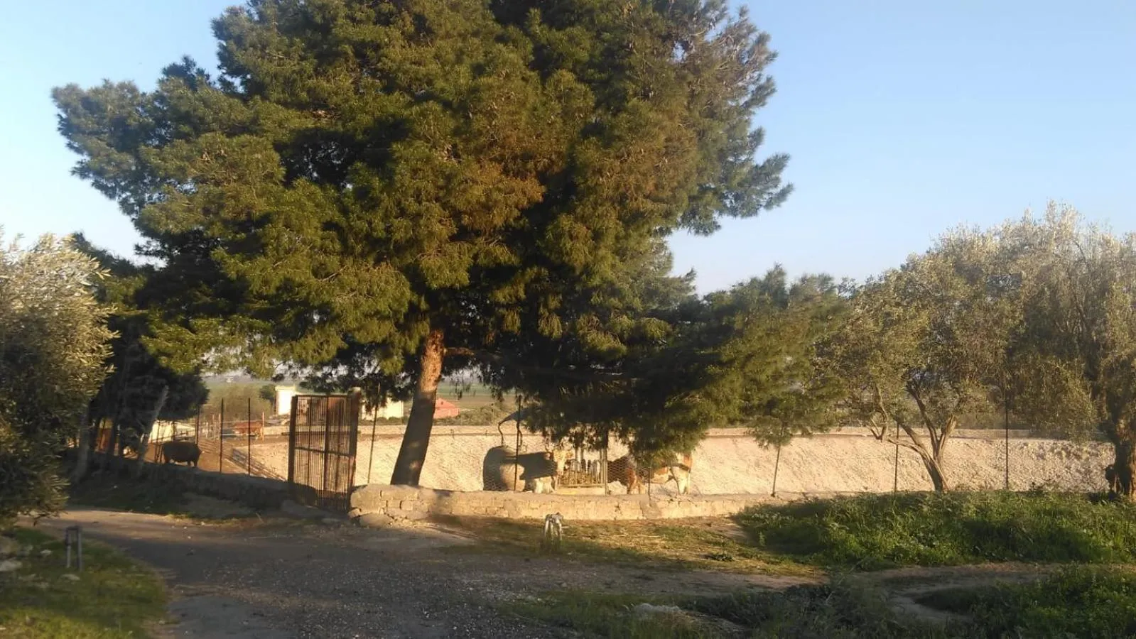 Garden in Il Giardino Del Sole