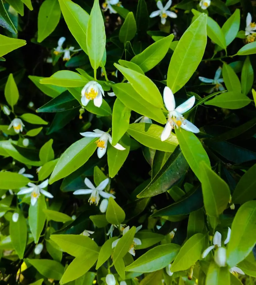 Garden in Il Giardino Del Sole
