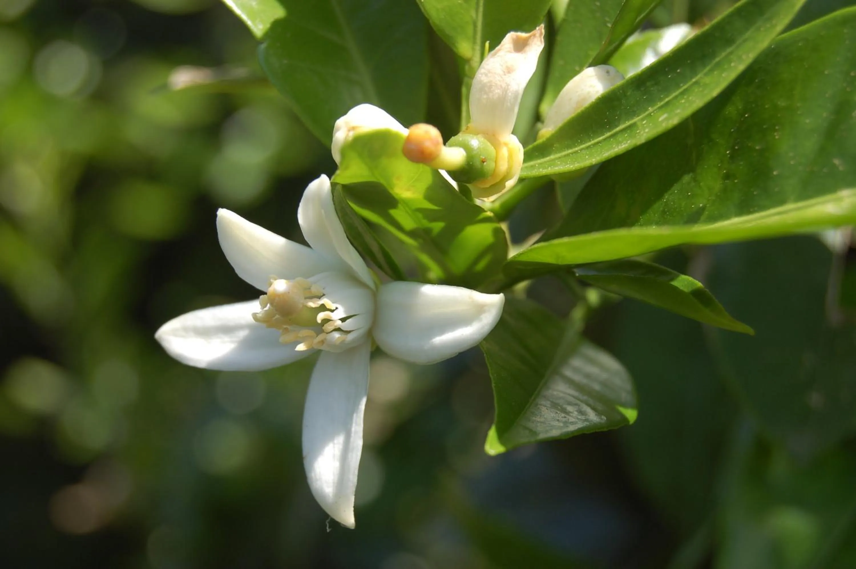 Garden in Il Giardino Del Sole