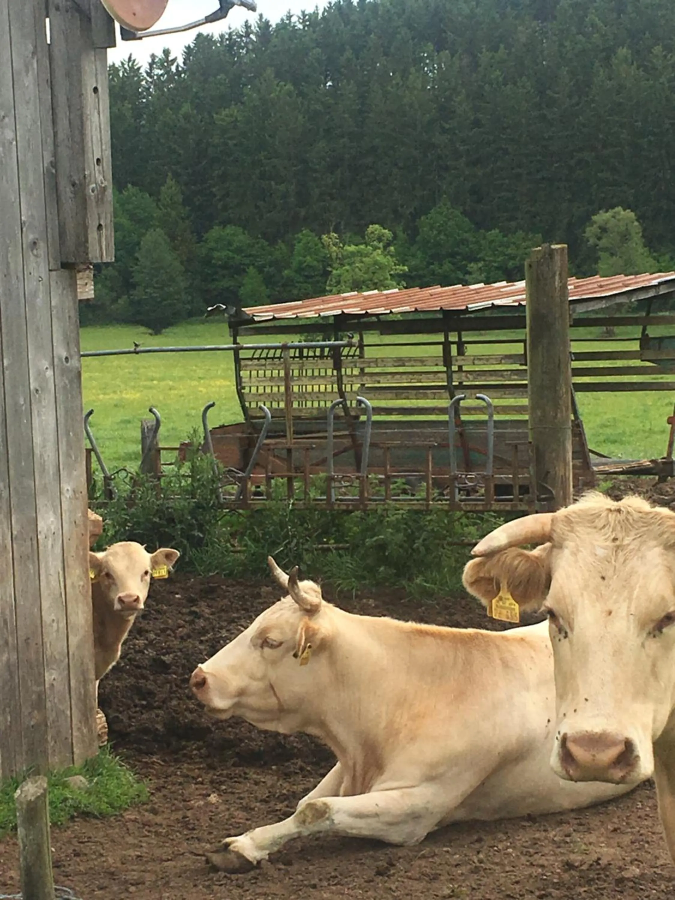 Area and facilities in PAULIS Vakantiehuis