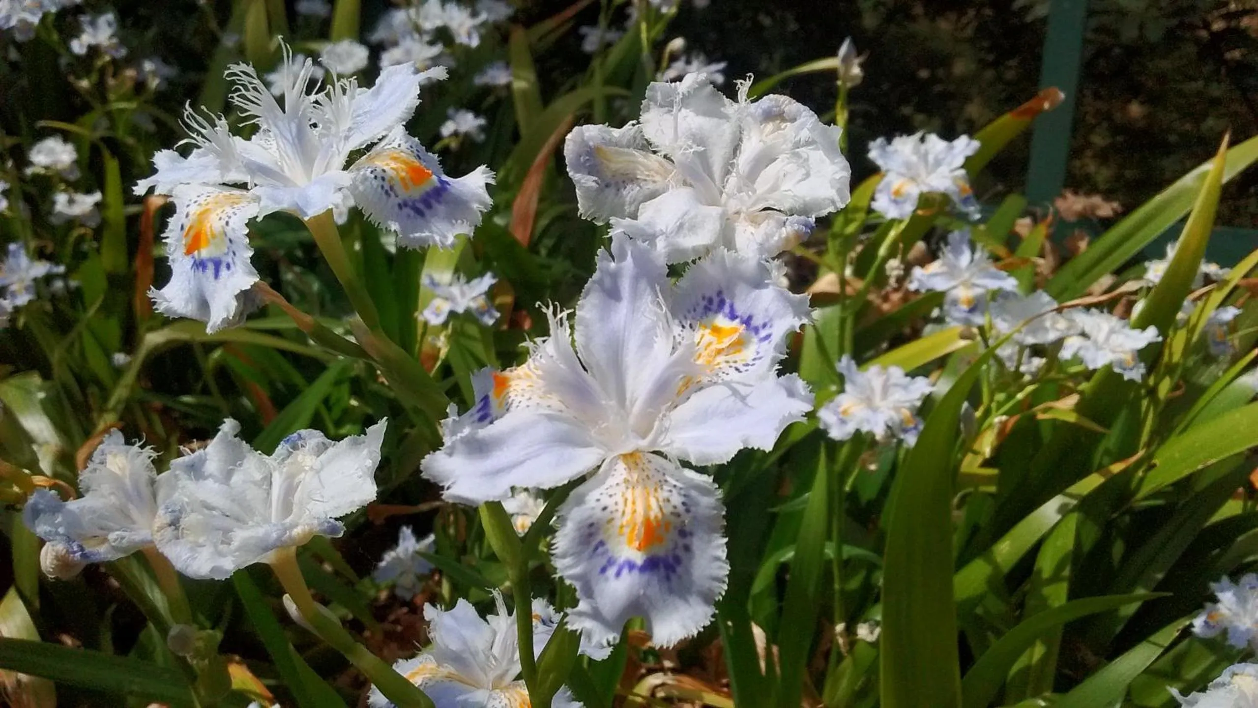 Floor plan in Il Querceto
