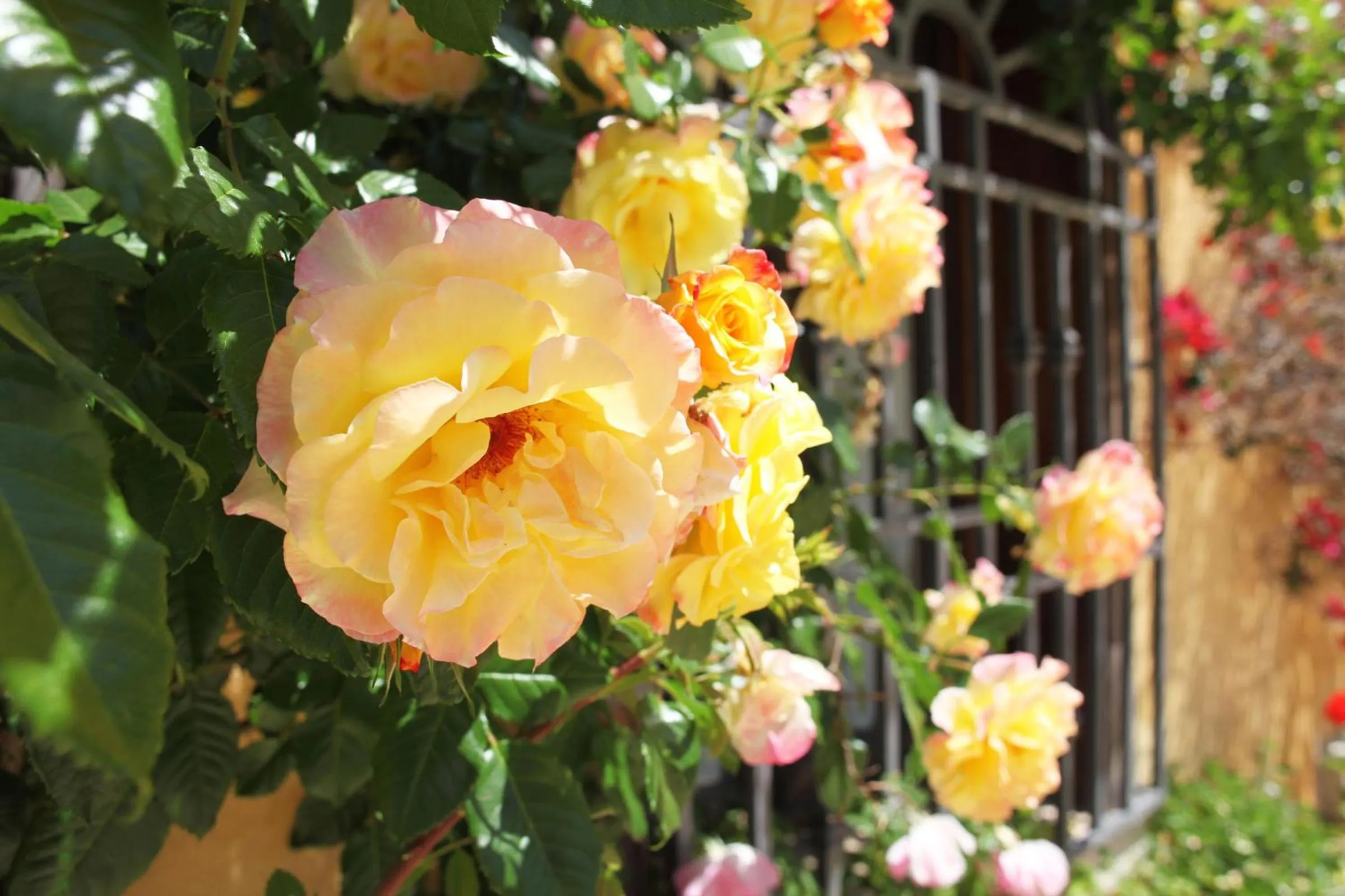 Spring in Bed And Breakfast Villa Pilati