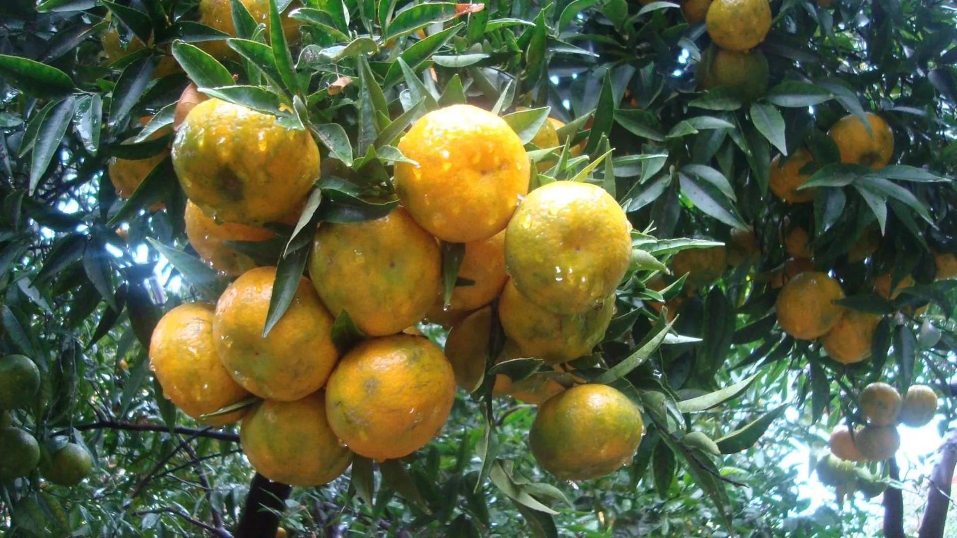 Garden view in La Baronessa B&B