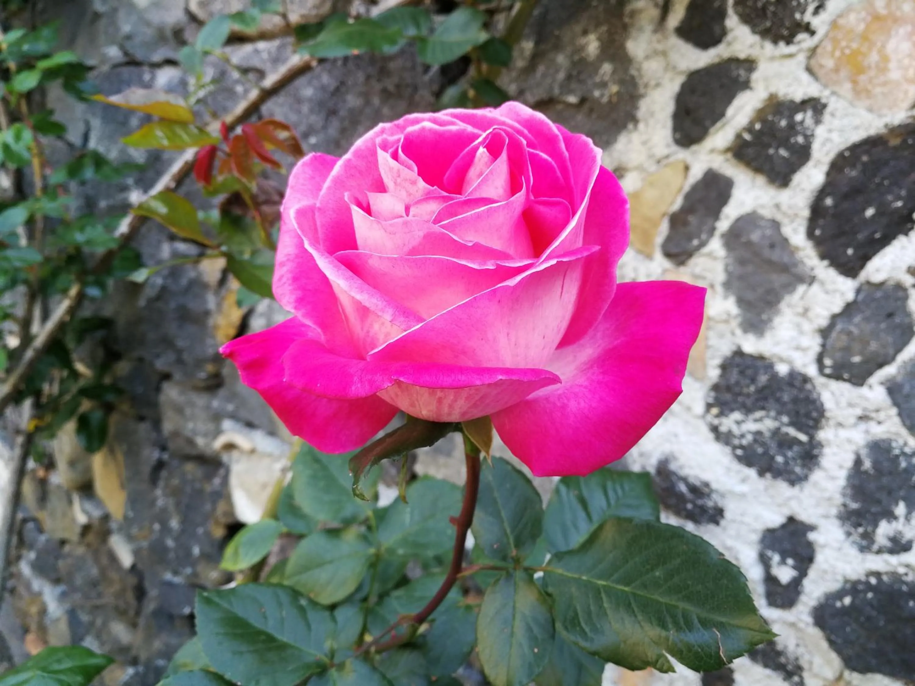 Garden in La Baronessa B&B