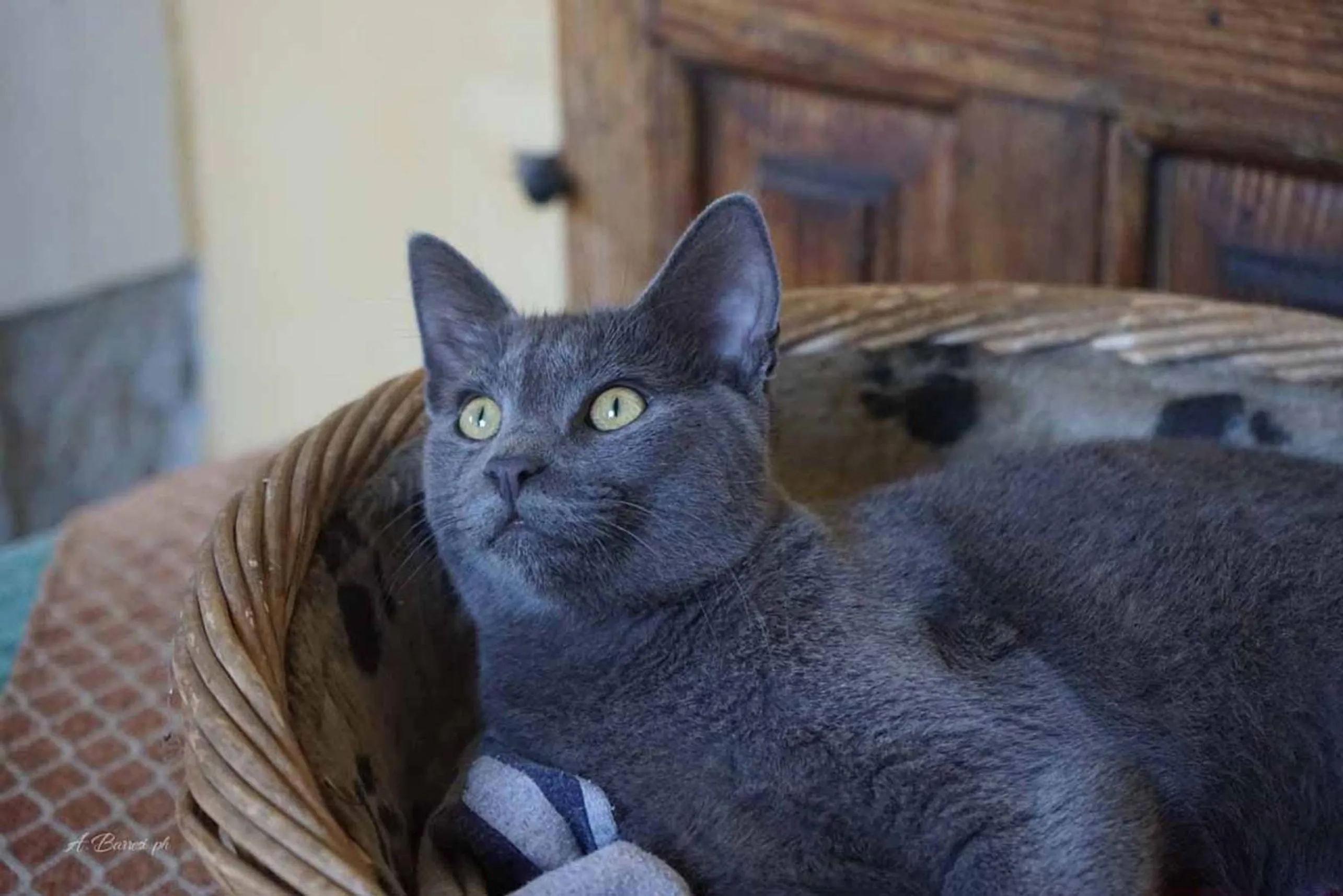 Pets in La Baronessa B&B