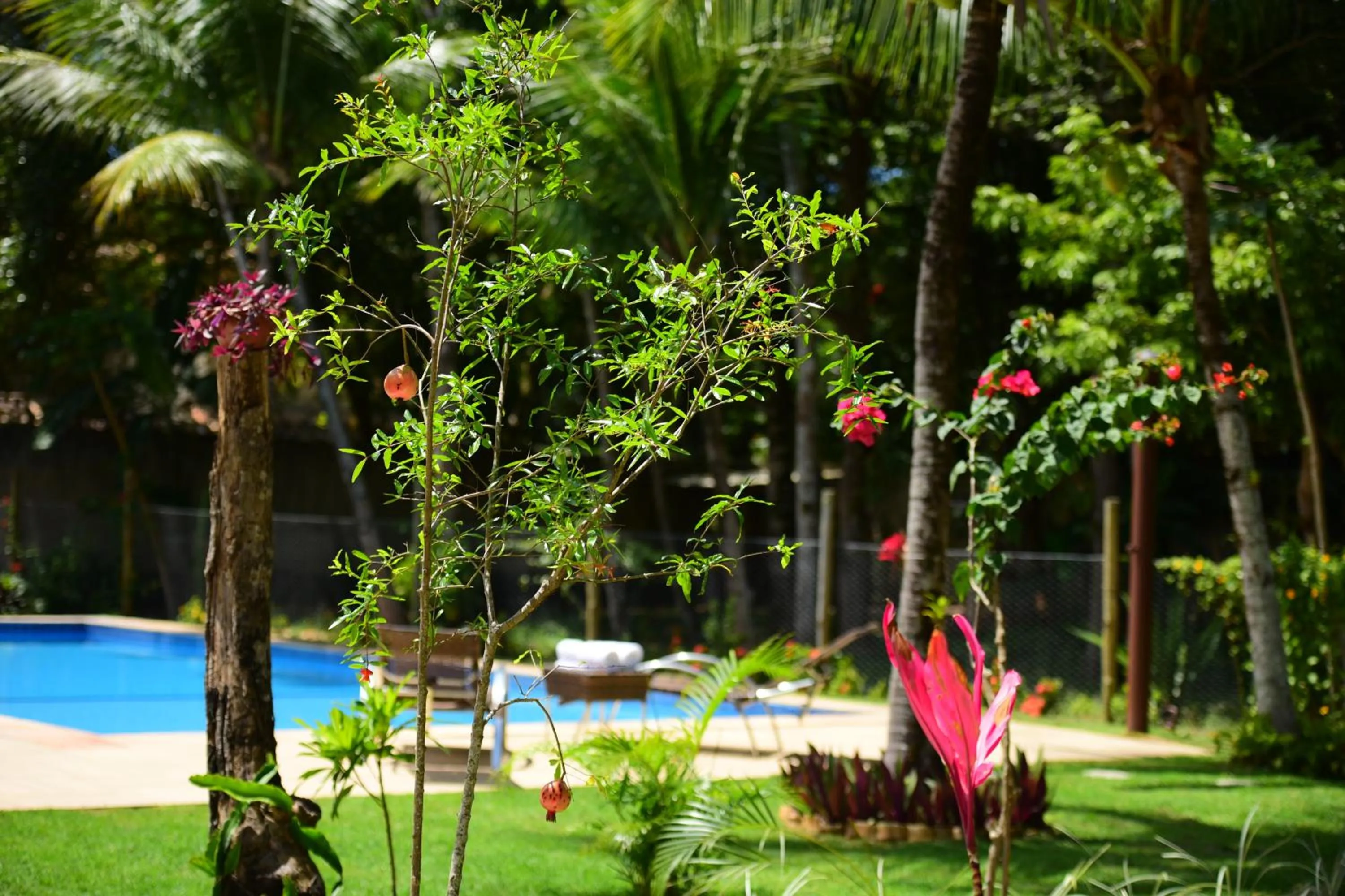 Garden view in Quintas do Arraial Guest House