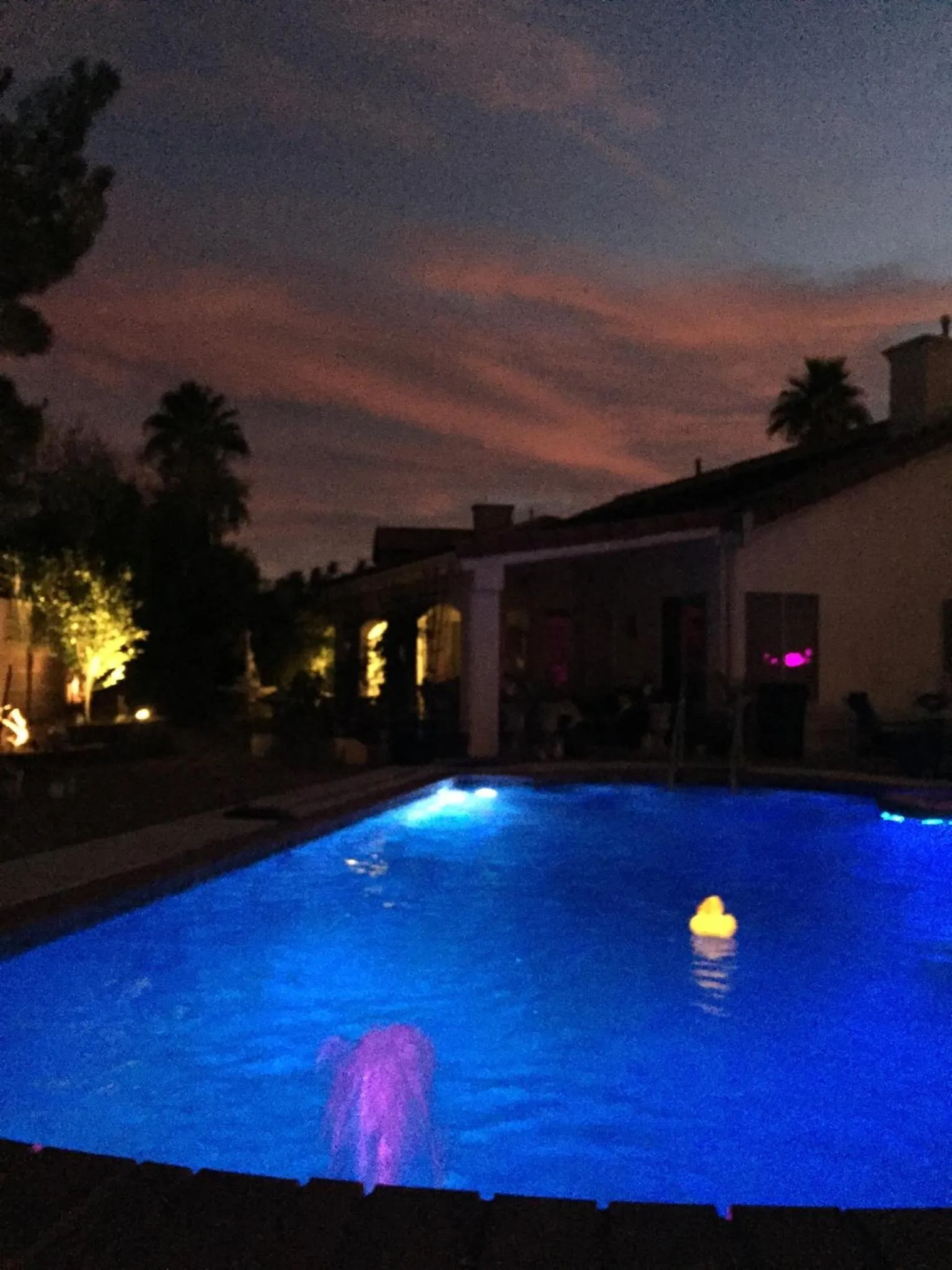 Swimming pool in CATmosphere