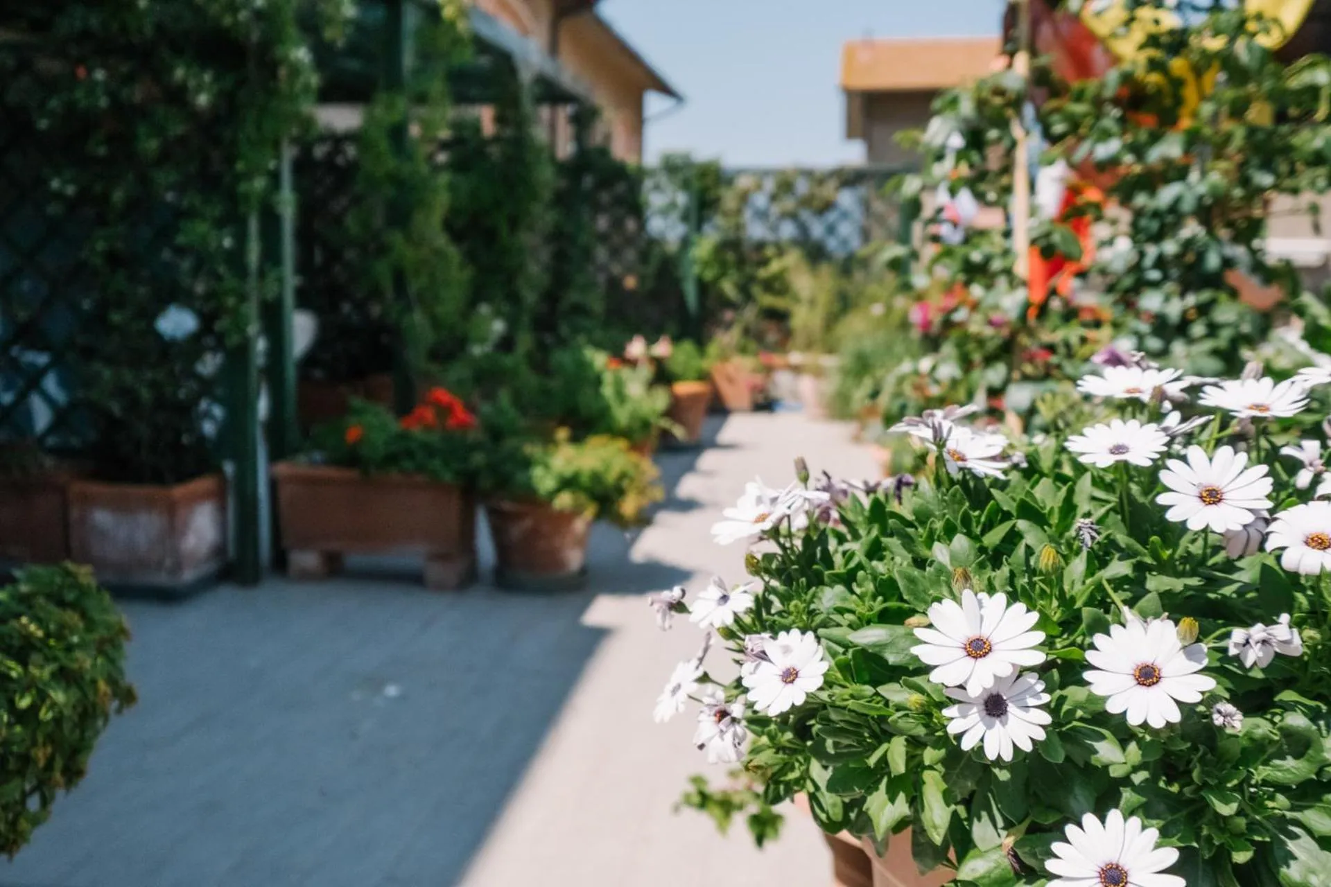Balcony/Terrace in Hotel Cala Di Forno