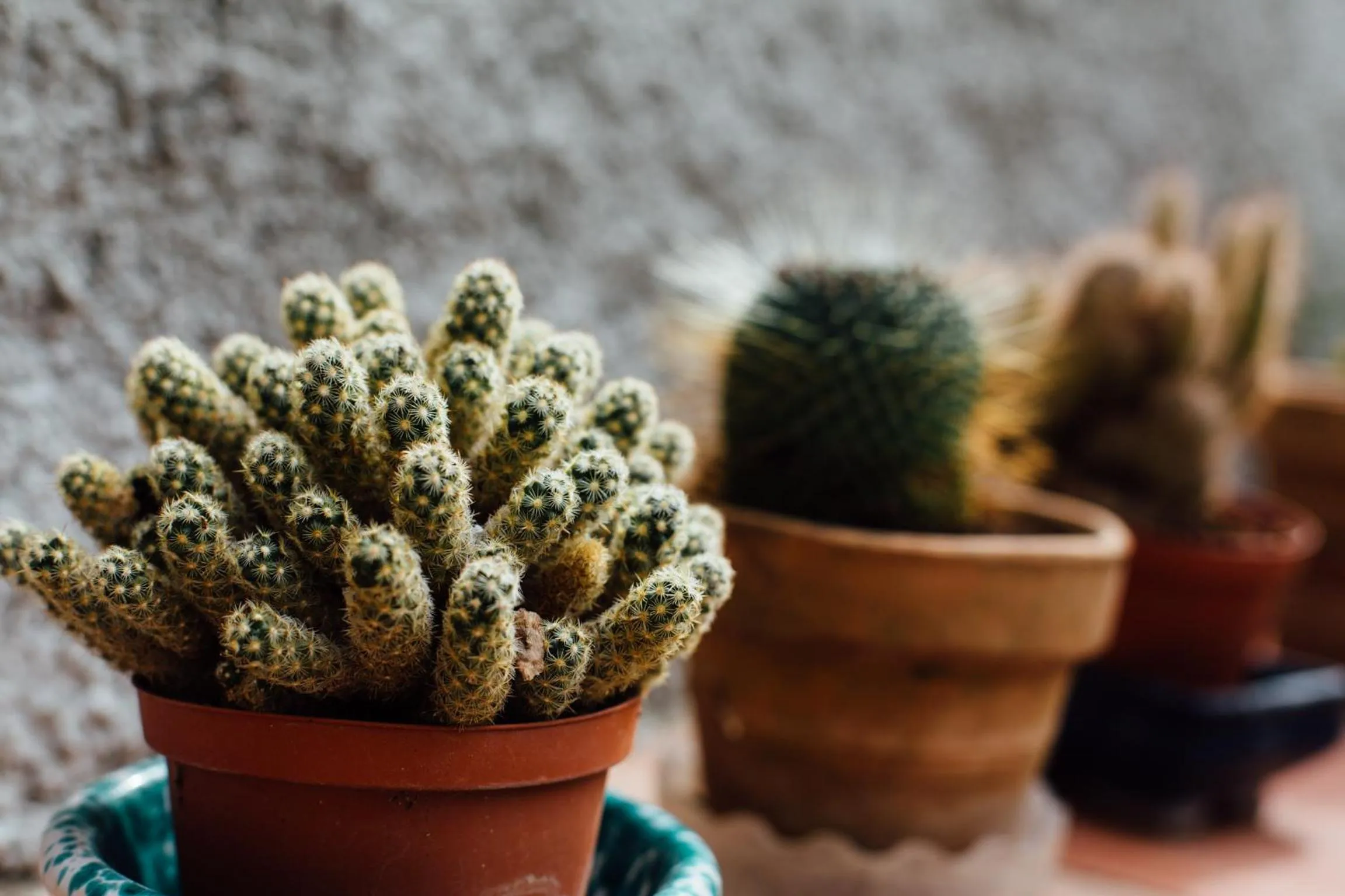 Garden in Hotel Cala Di Forno