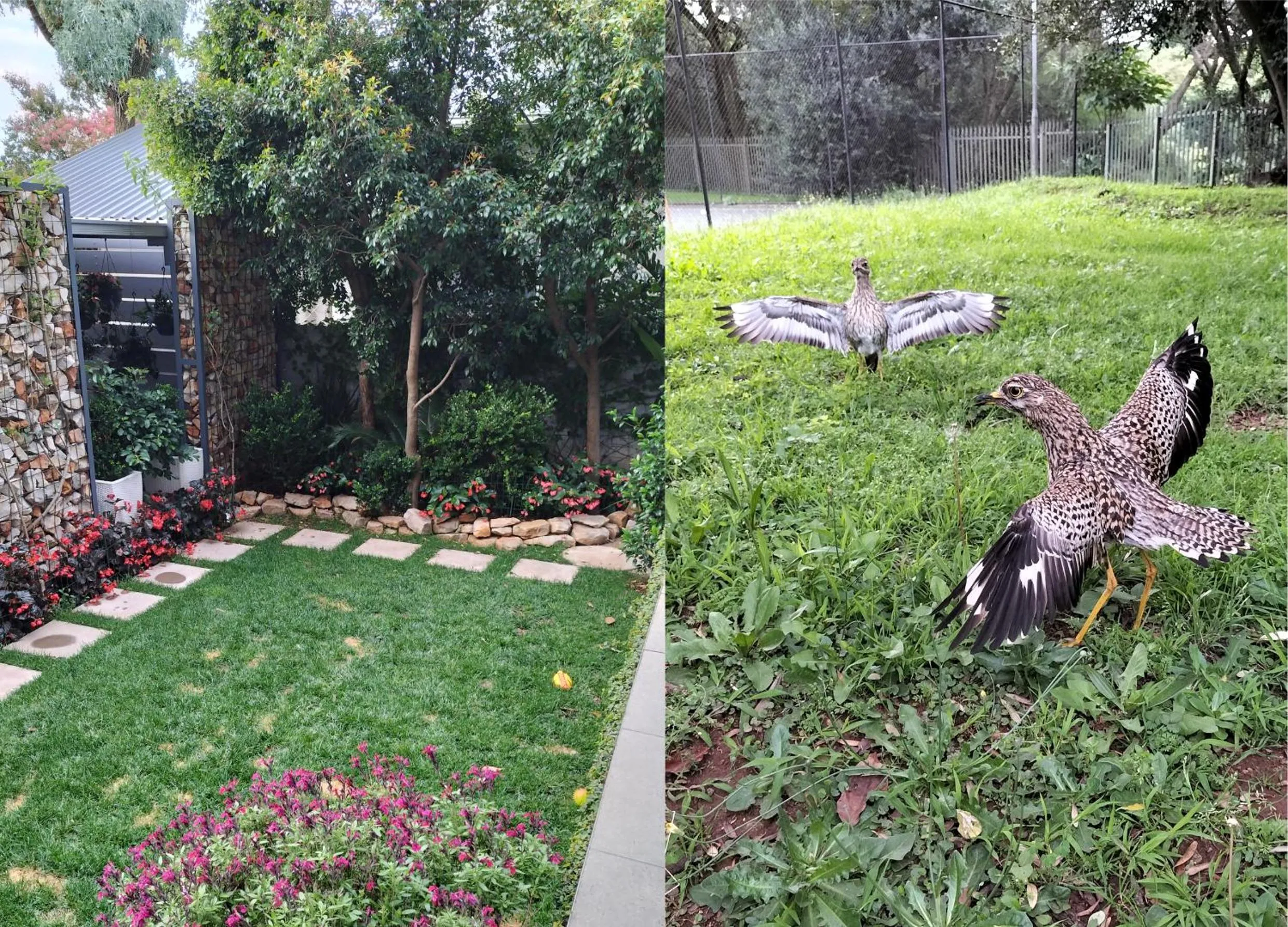 Garden in Hadeda Hall