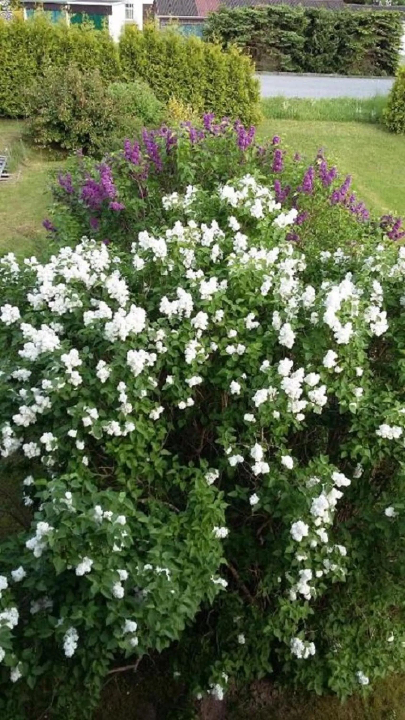 Garden in Genesungsort Landhaus Dammert