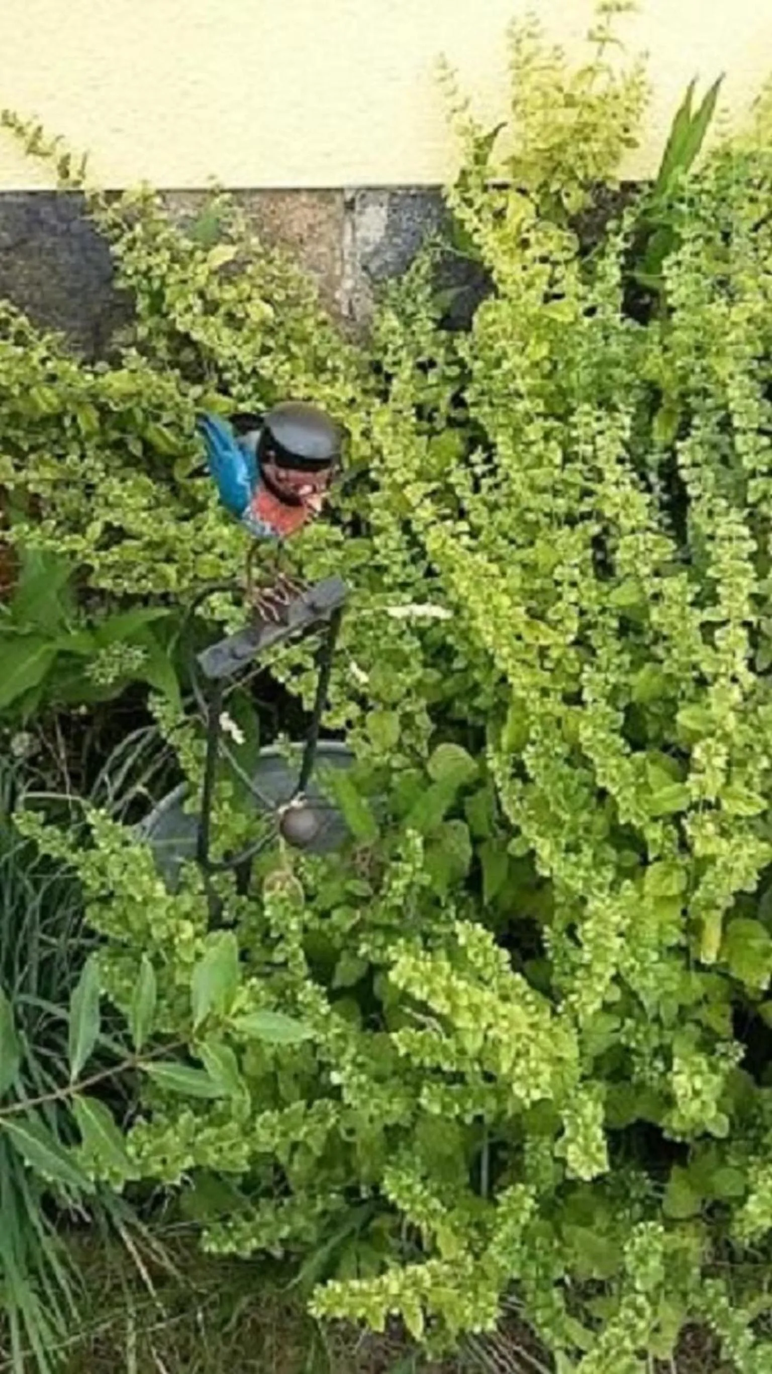 Garden in Genesungsort Landhaus Dammert