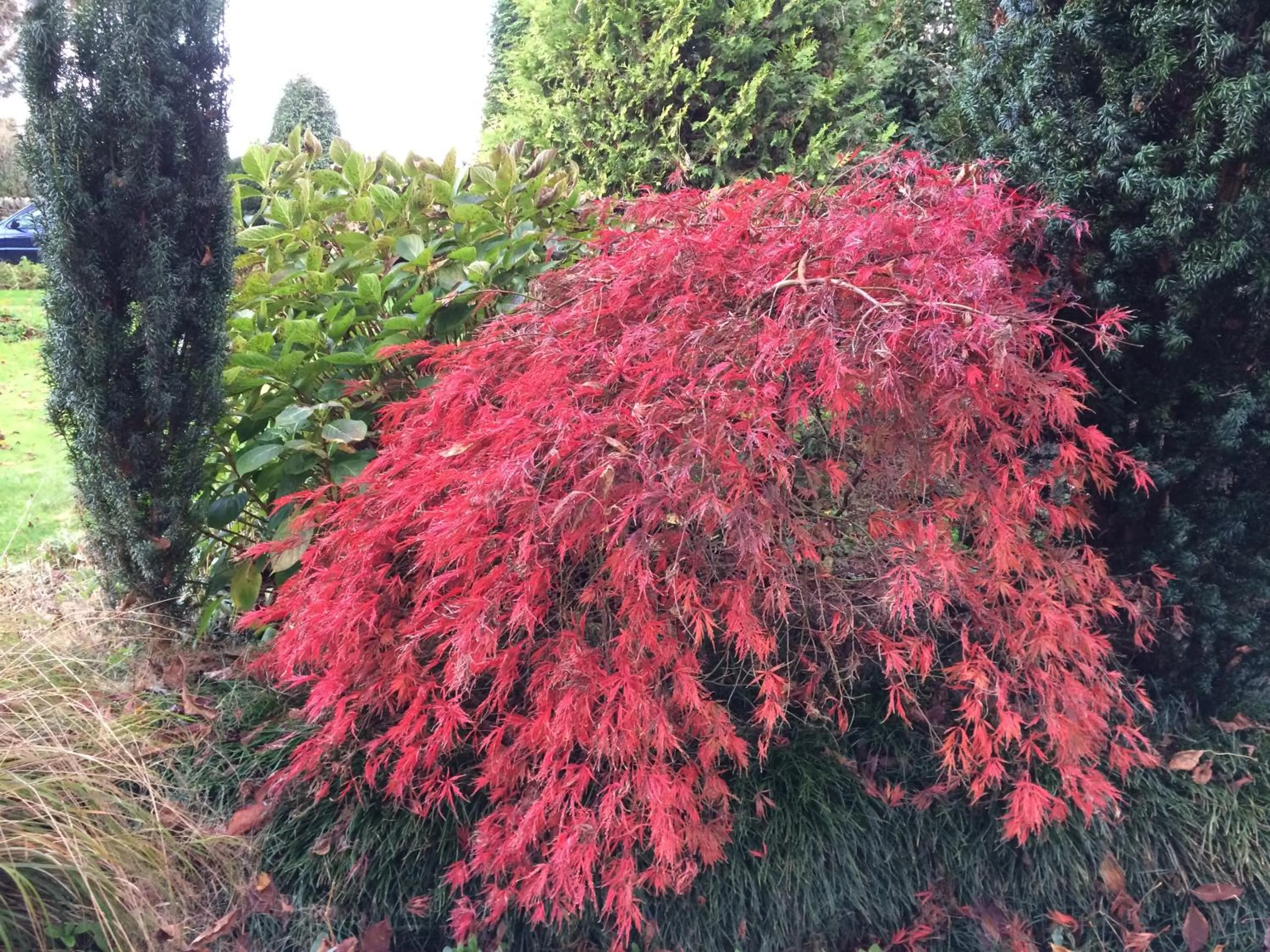 Garden in English Cherry Tree Manor