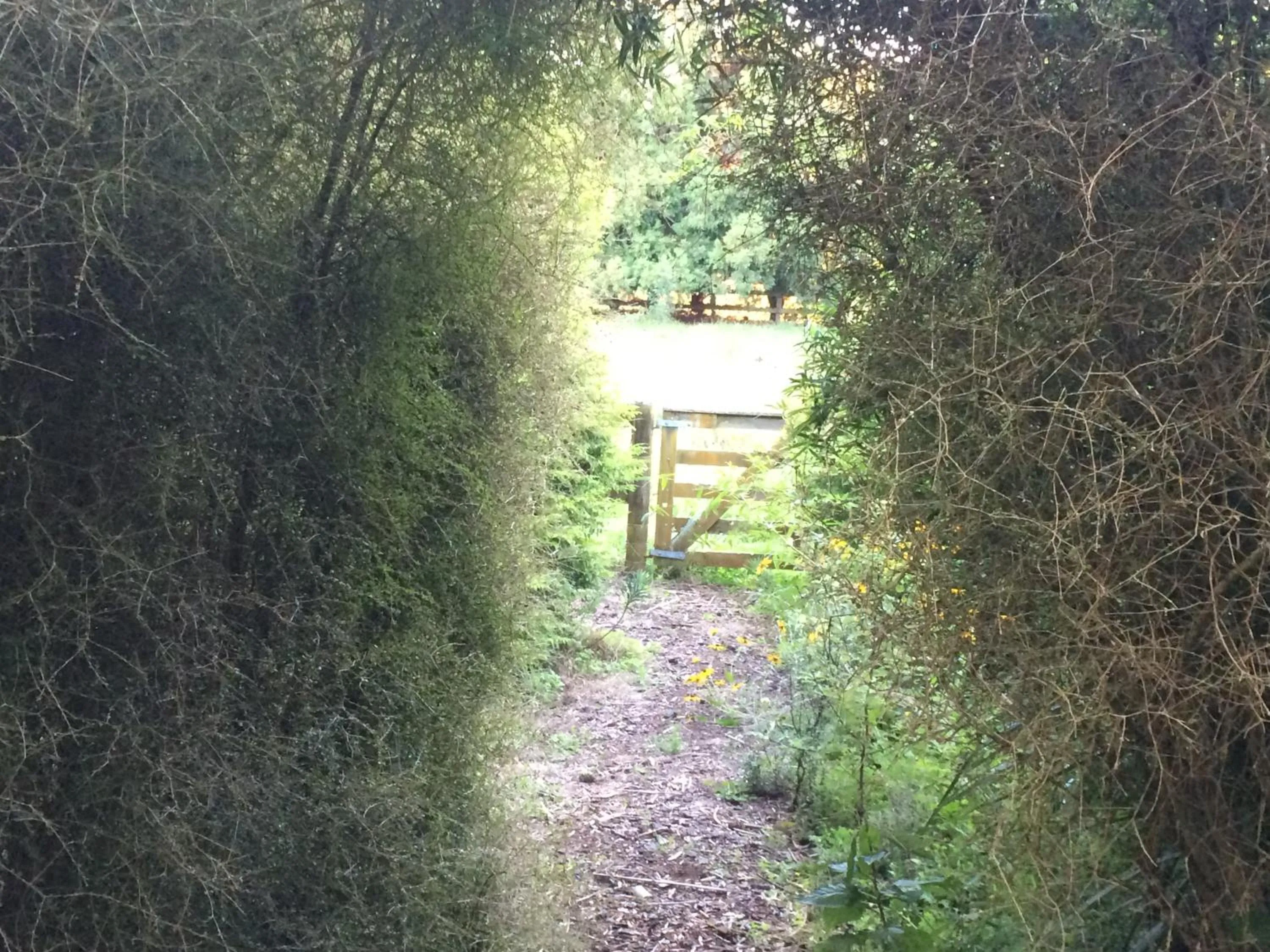 Garden in English Cherry Tree Manor